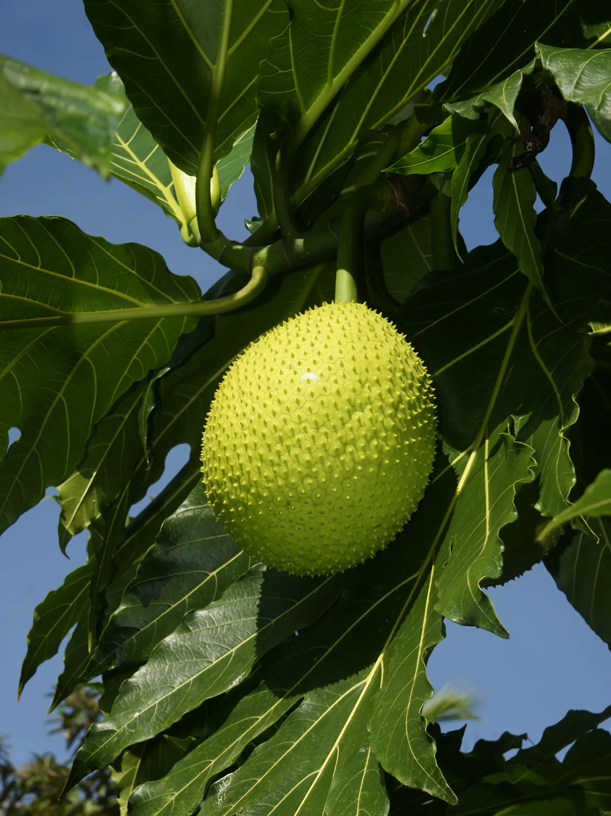 Breadfruit (Artocarpus altilis)