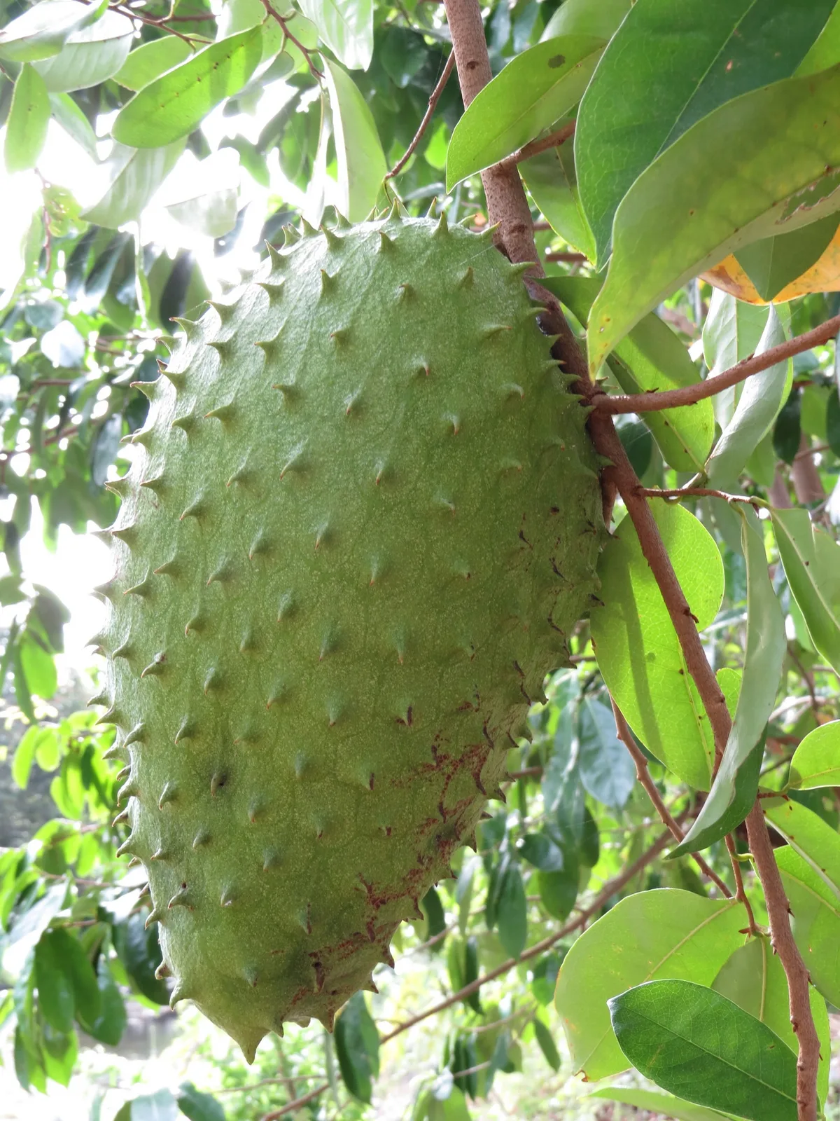 Soursop