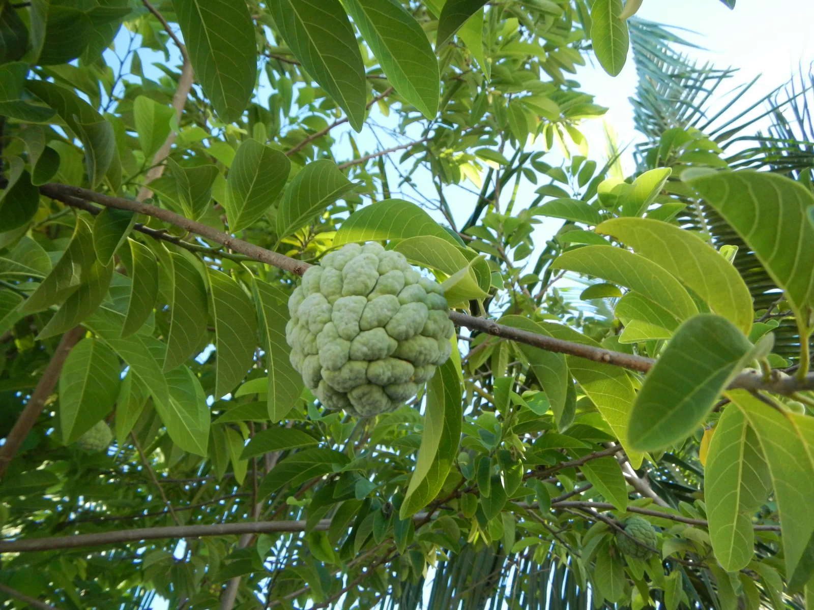 Sugar Apple