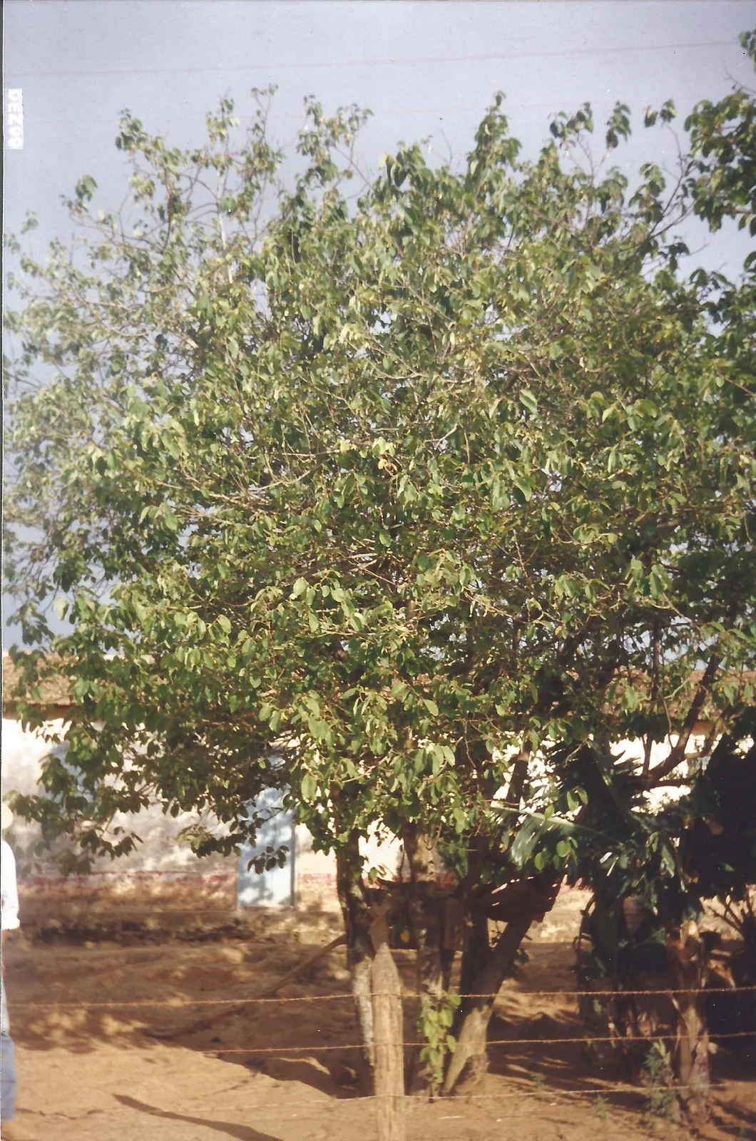 Cherimoya