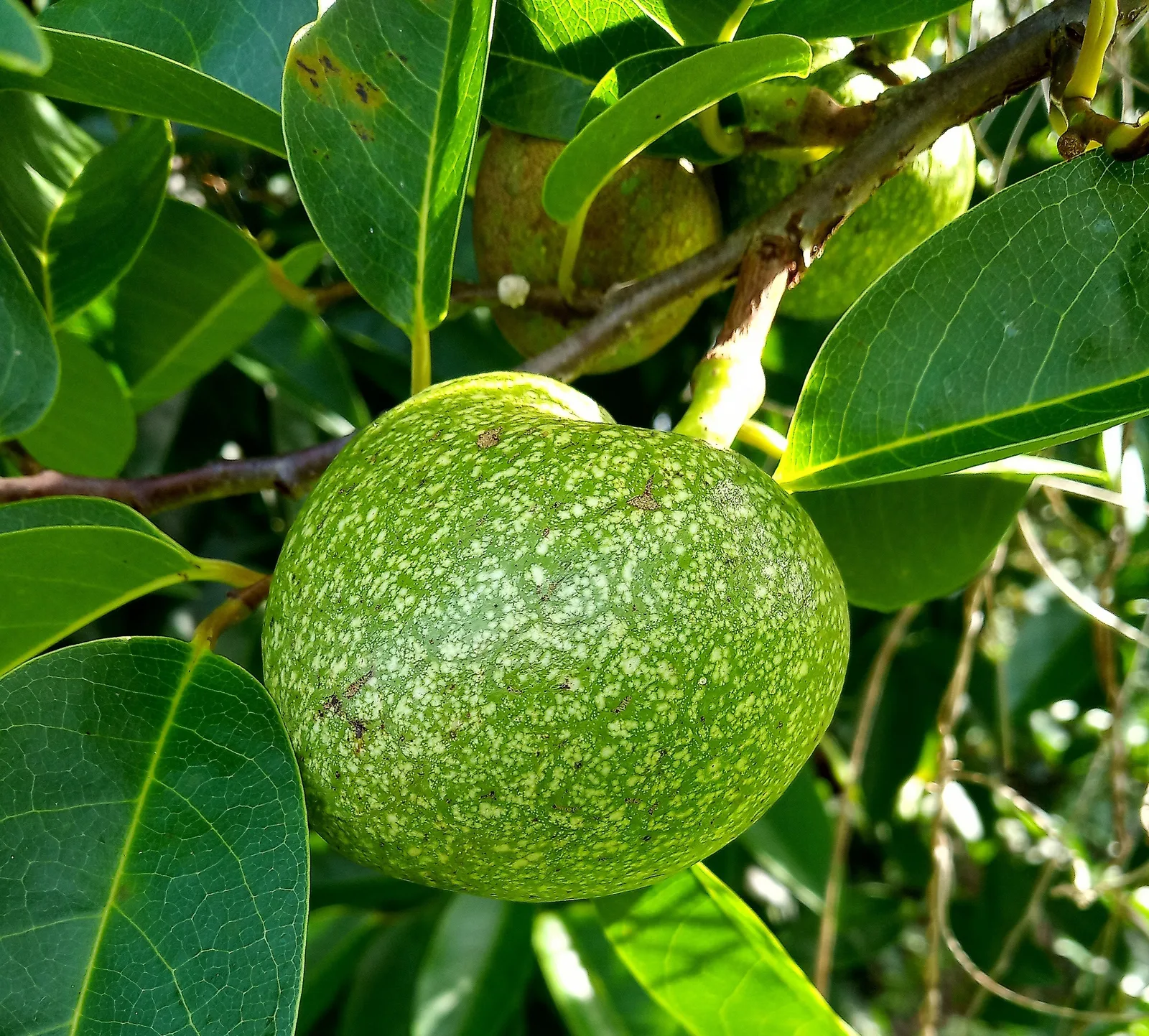 Pond Apple (Annona glabra)