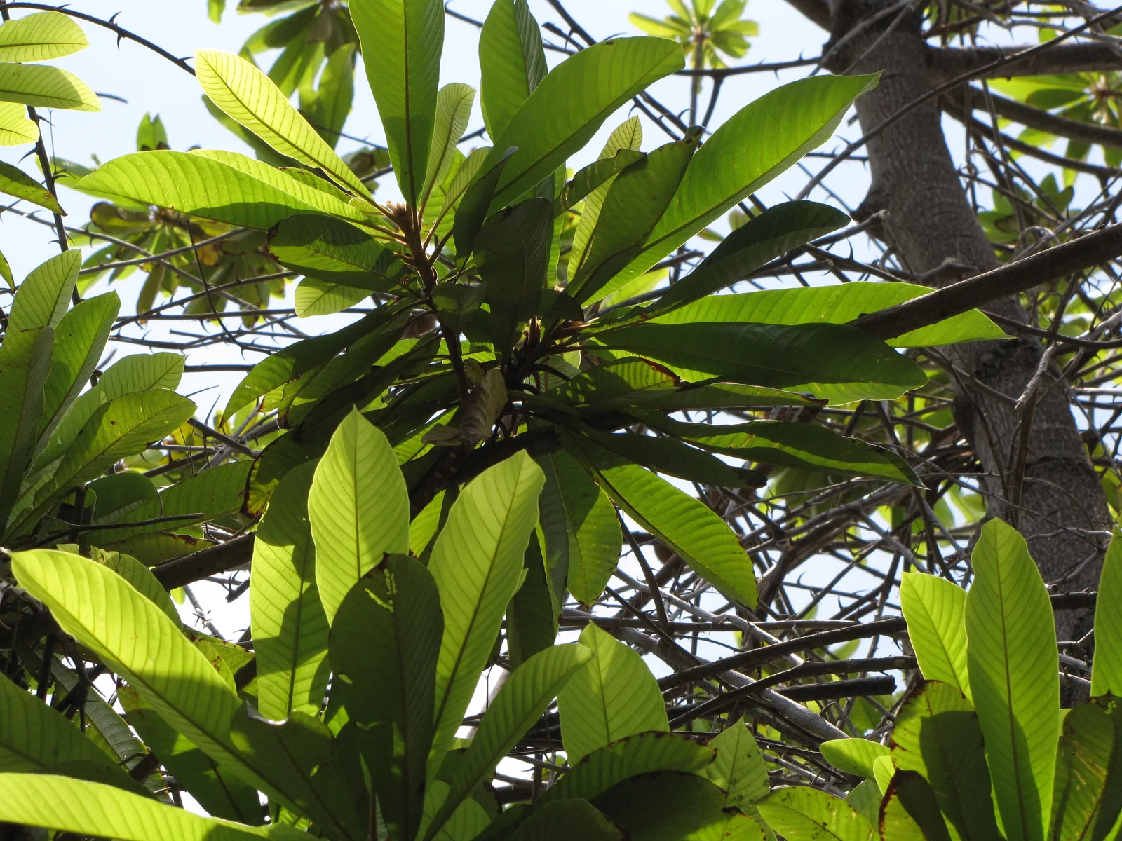 Canistel (Pouteria campechiana)