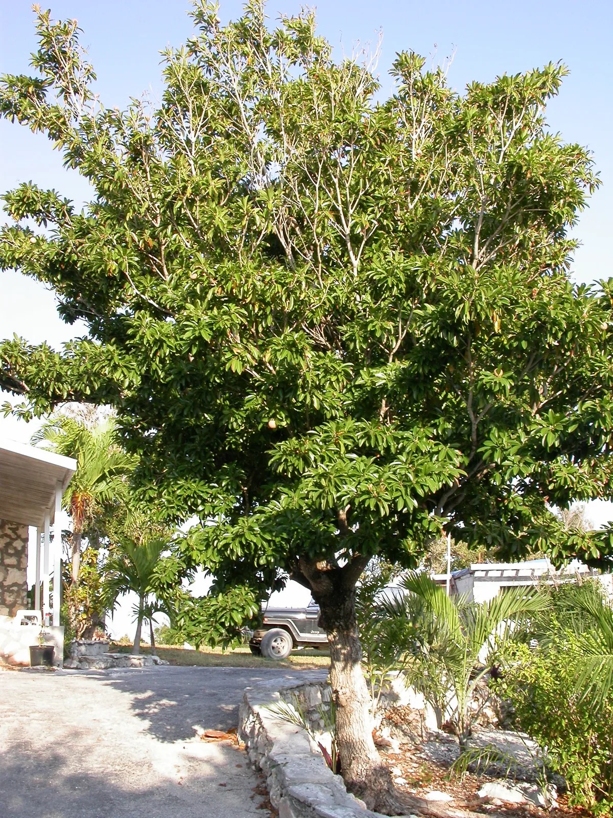 Sapodilla (Manilkara zapota)