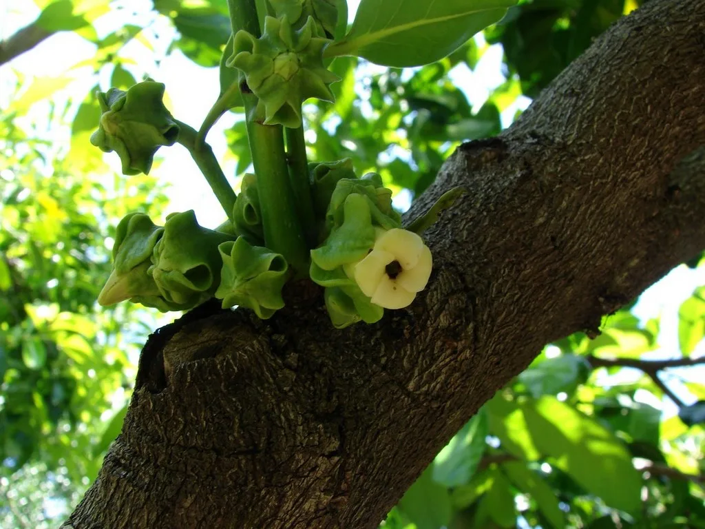 Black Sapote (Diospyros digyna)