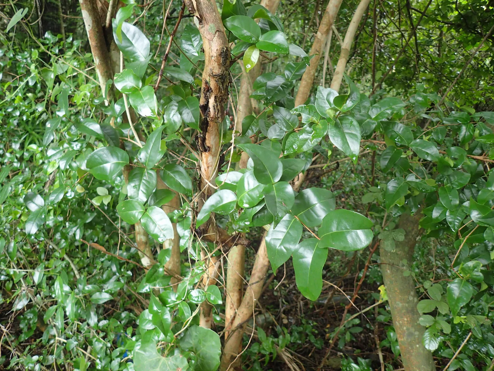 Surinam Cherry (Eugenia uniflora)