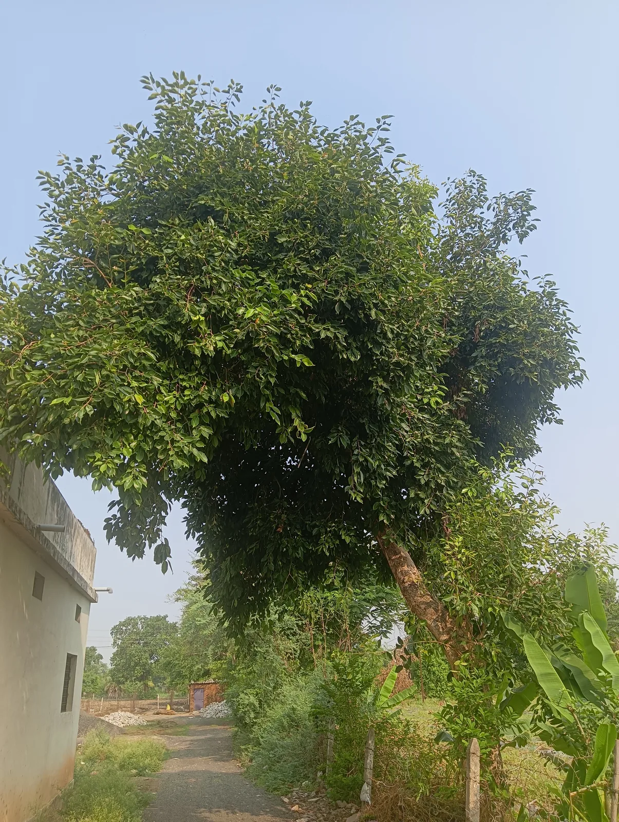 Java Plum (Syzygium cumini)