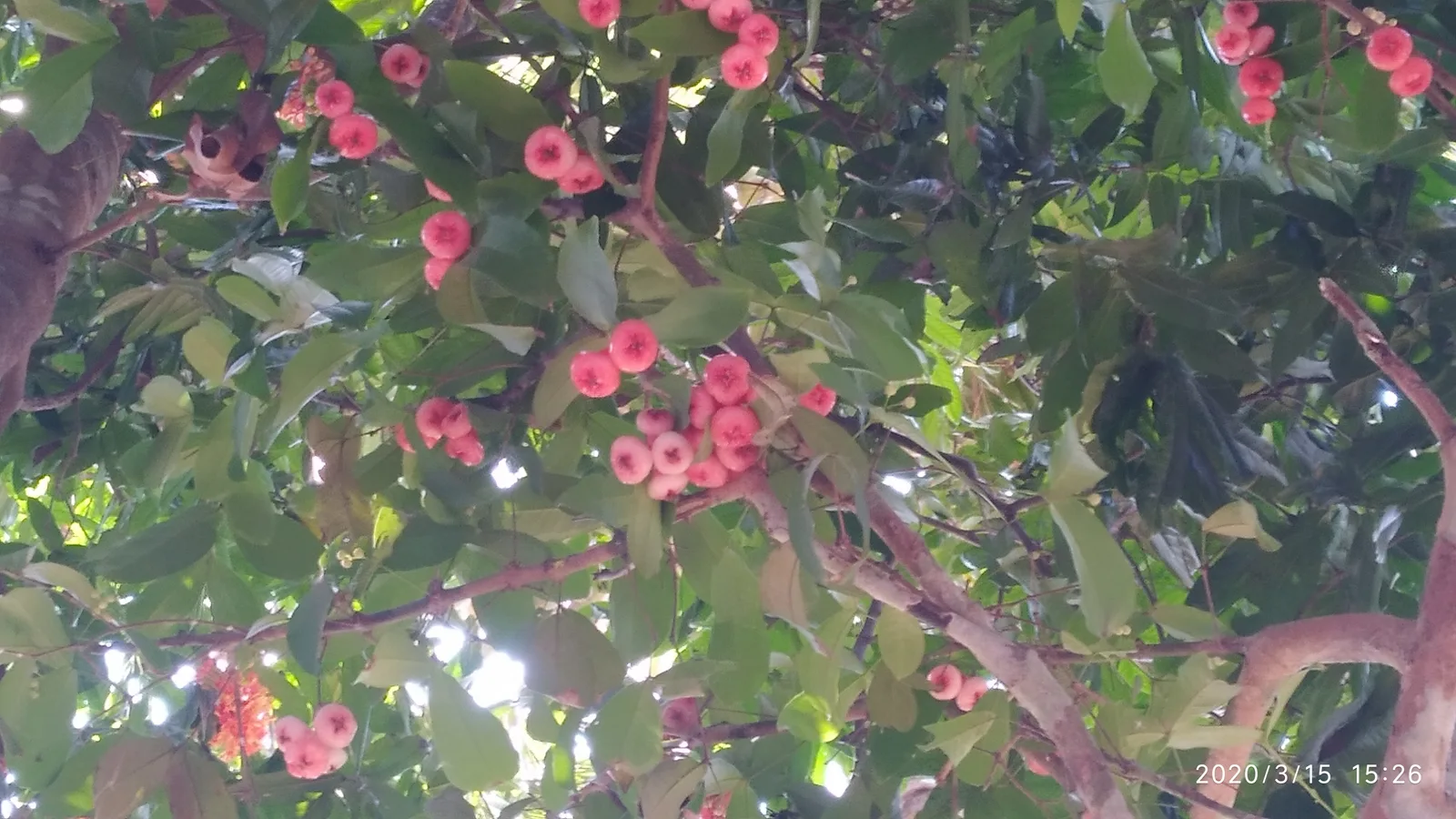 Wax Apple