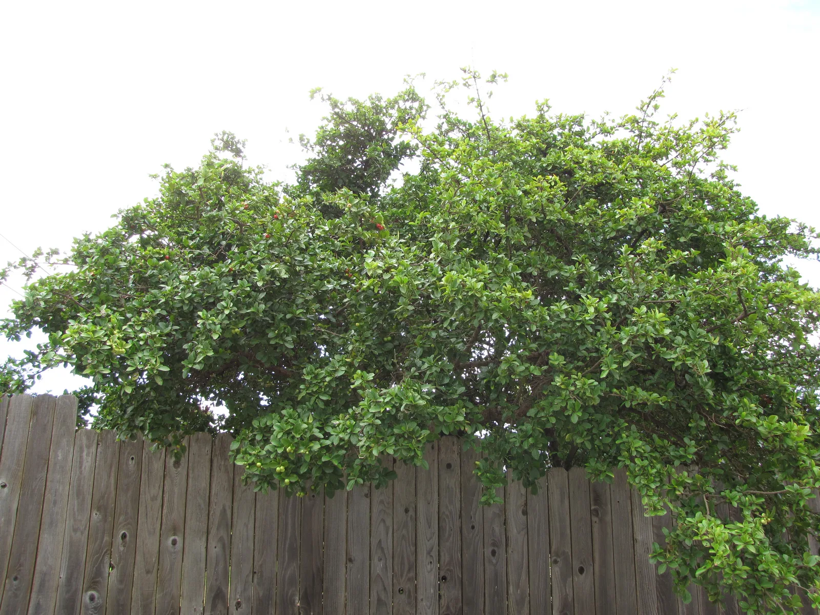 Barbados Cherry