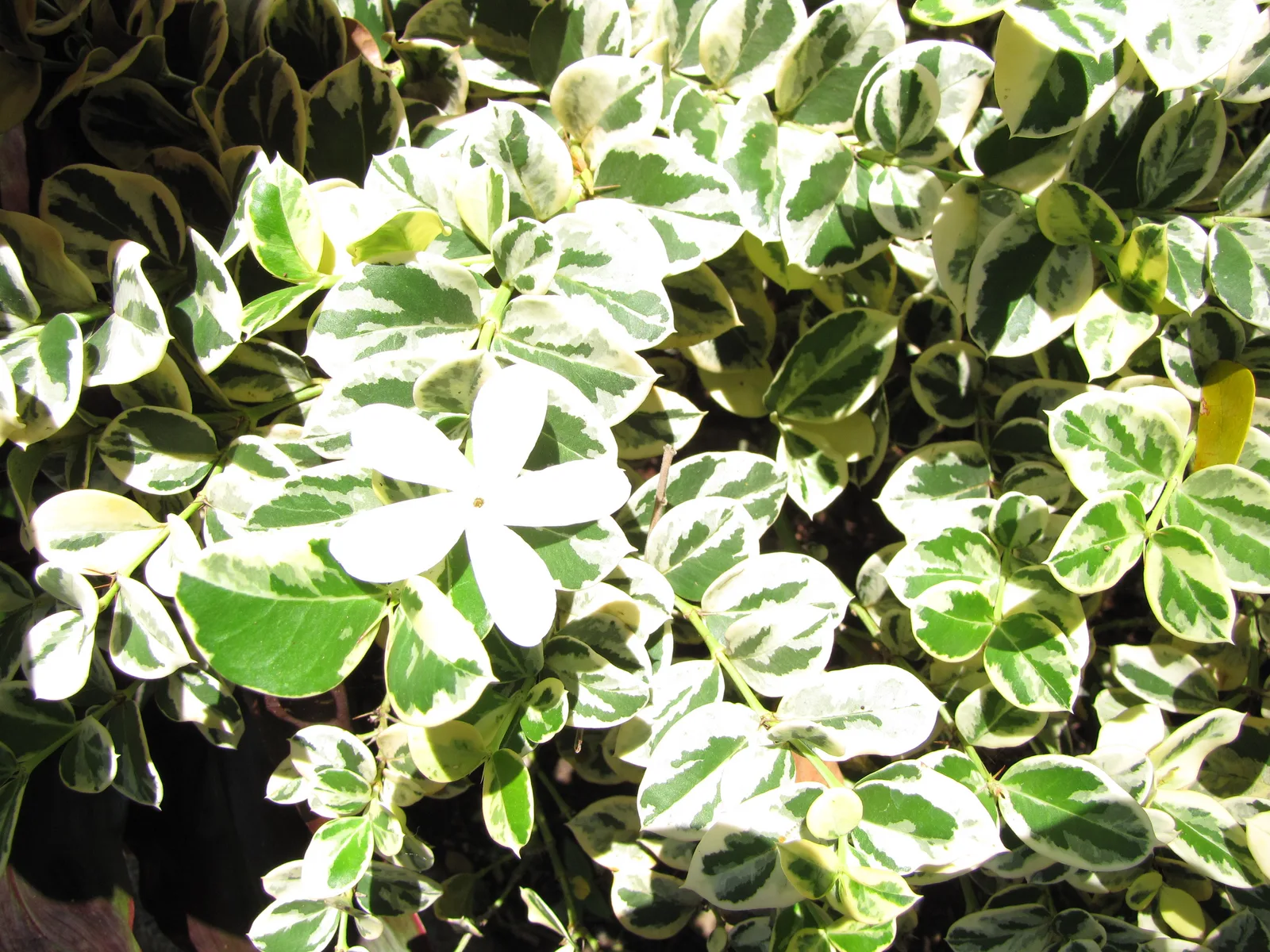 Natal Plum