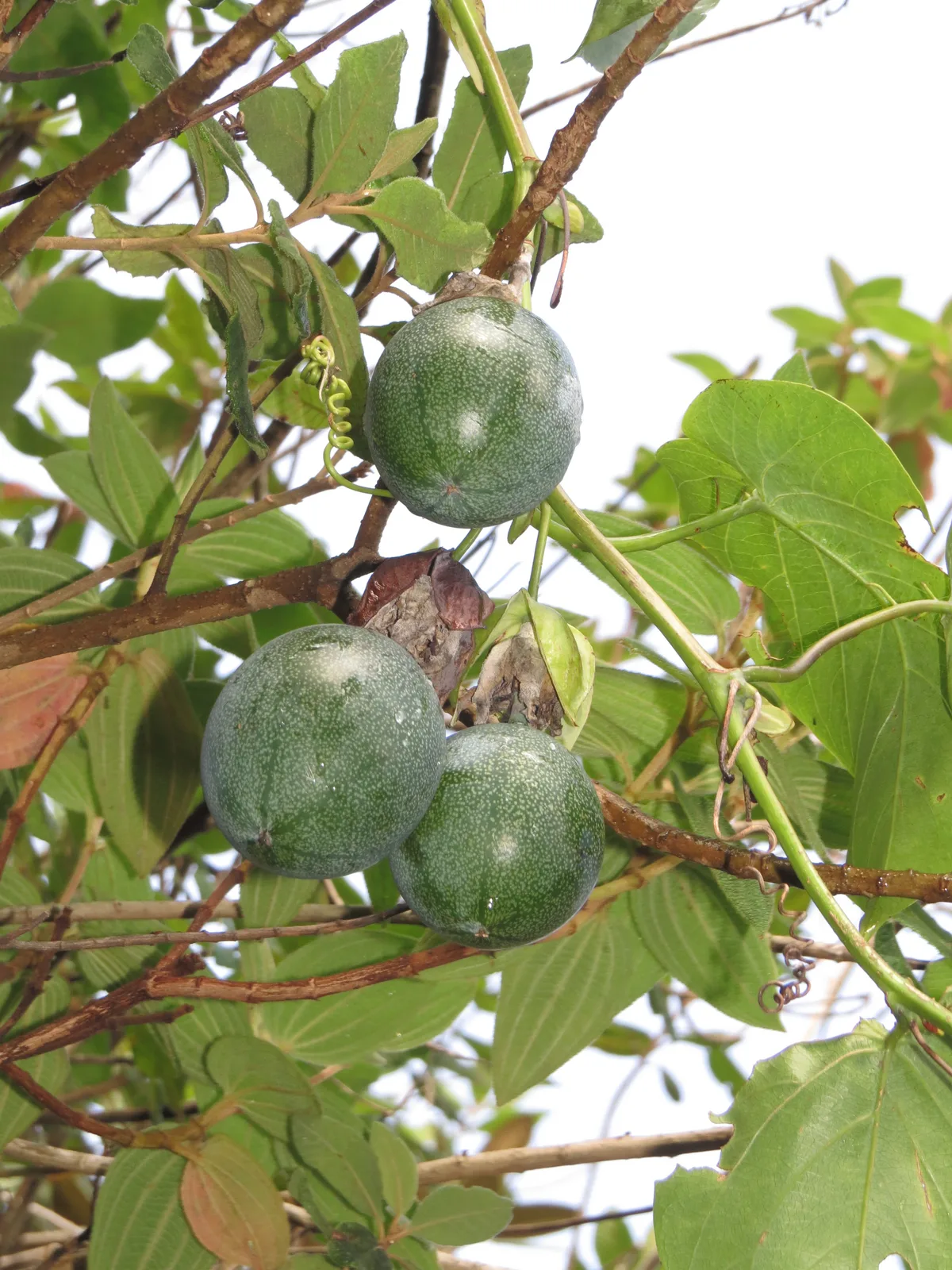 Sweet Granadilla (Passiflora ligularis)