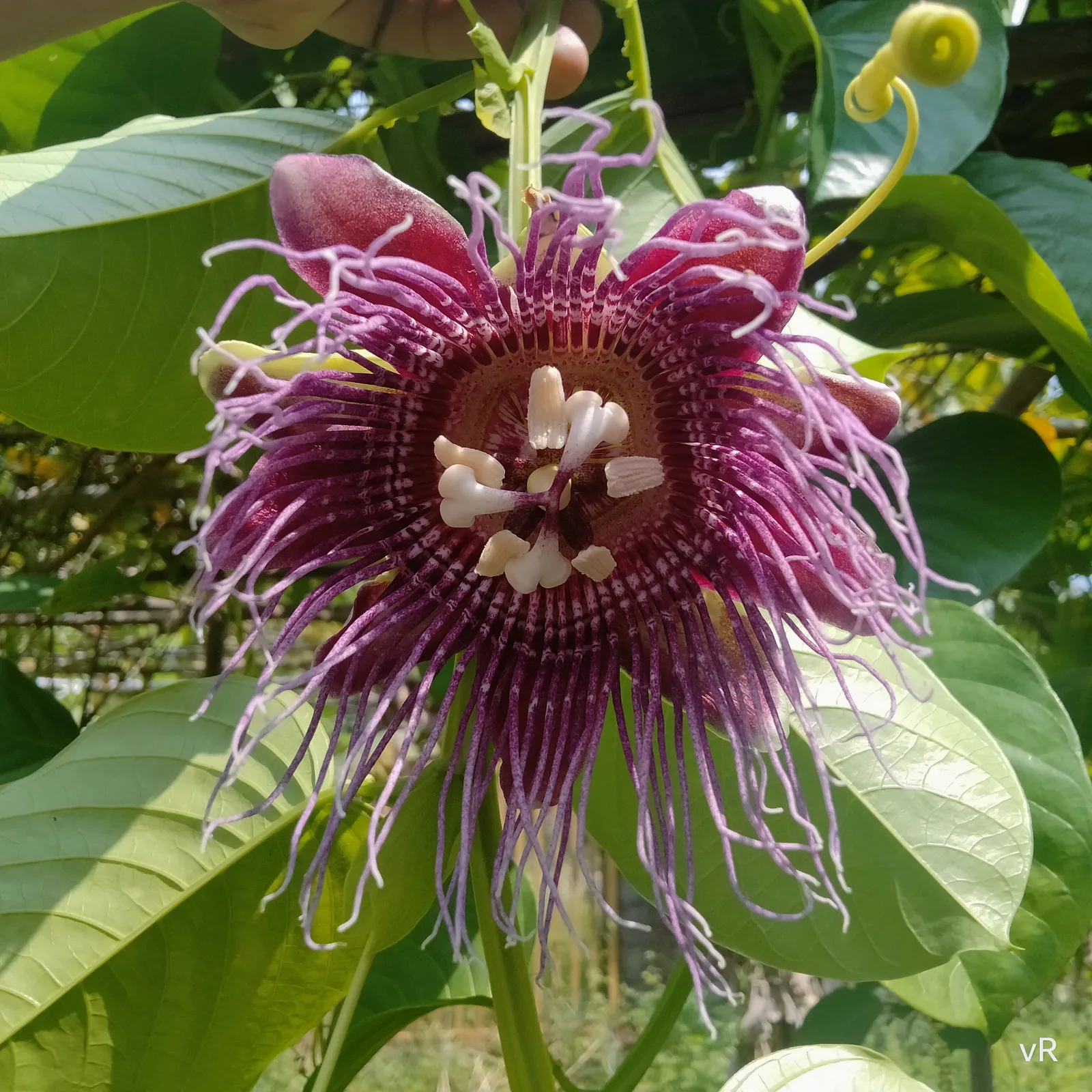 Giant Granadilla (Passiflora quadrangularis)