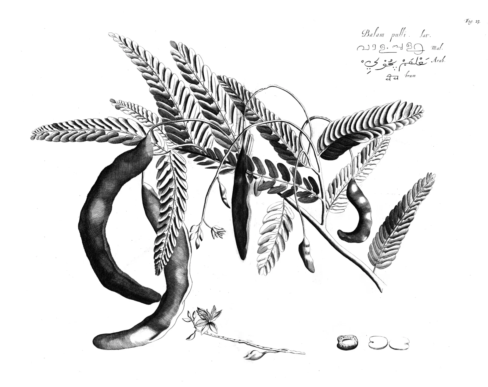 Tamarind (Tamarindus indica)