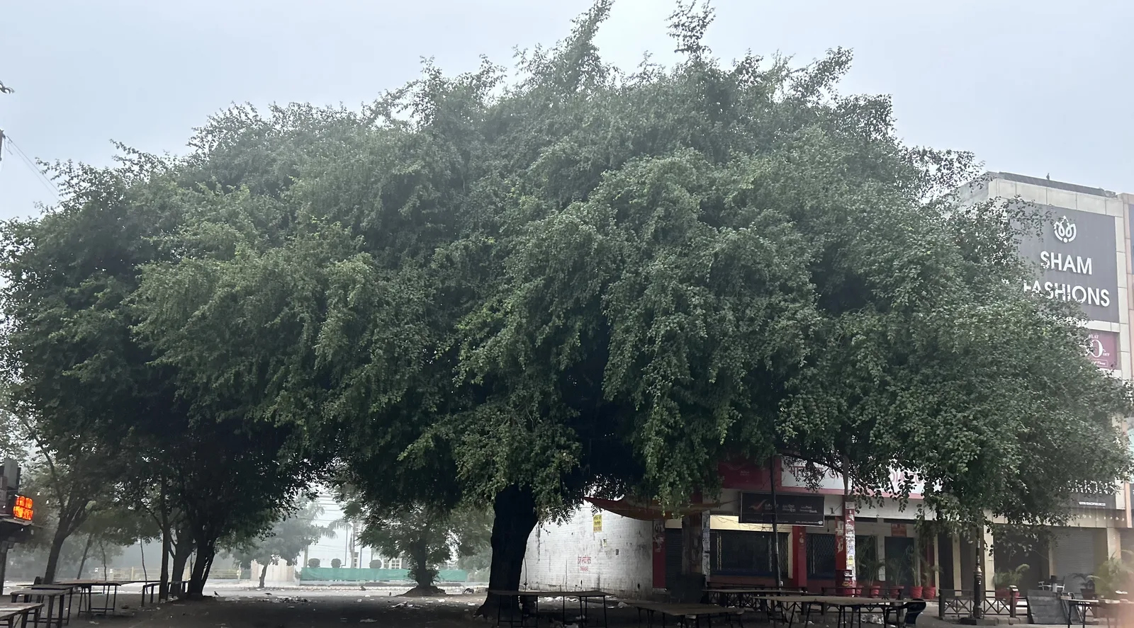 Indian Jujube