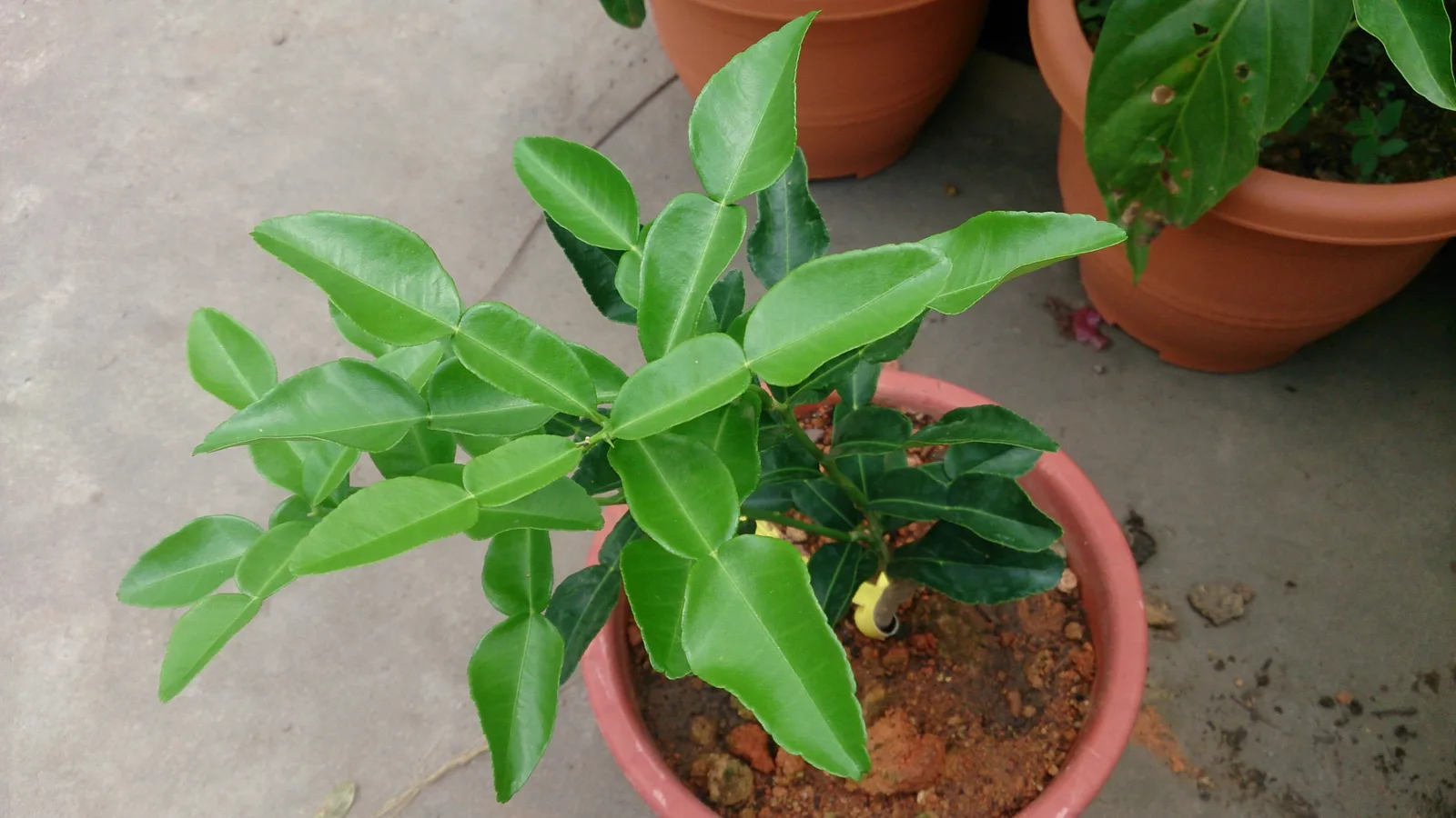 Kaffir Lime