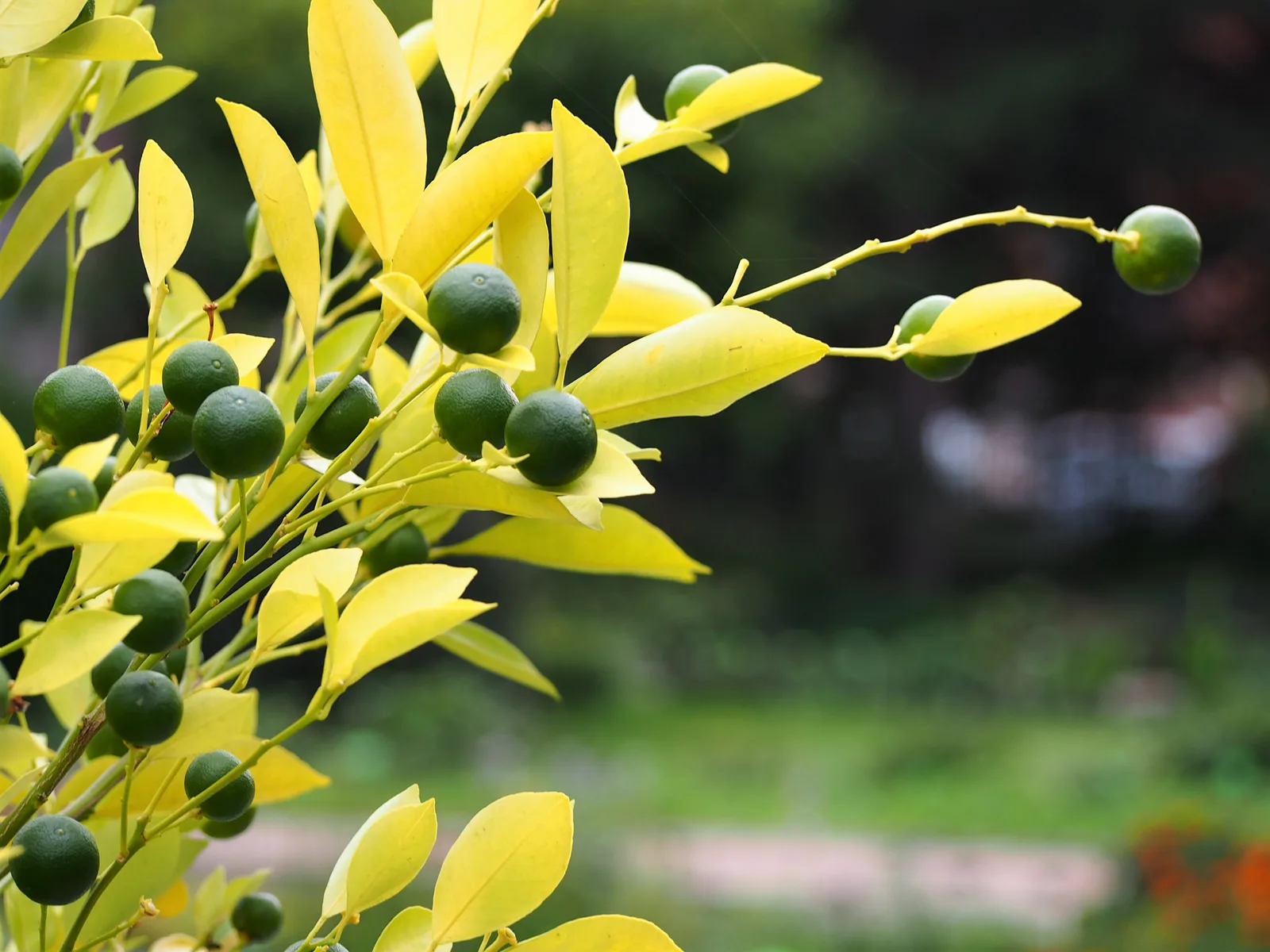 Calamondin (Citrus microcarpa)