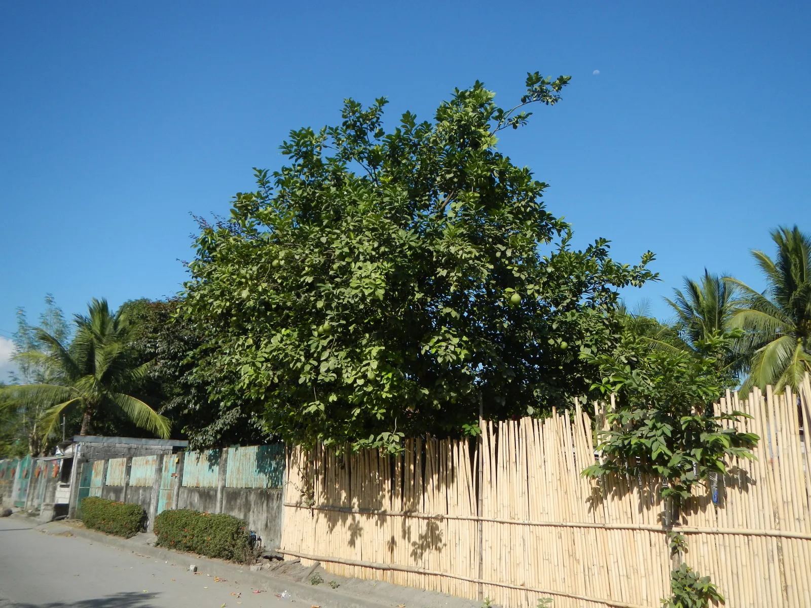 Pomelo