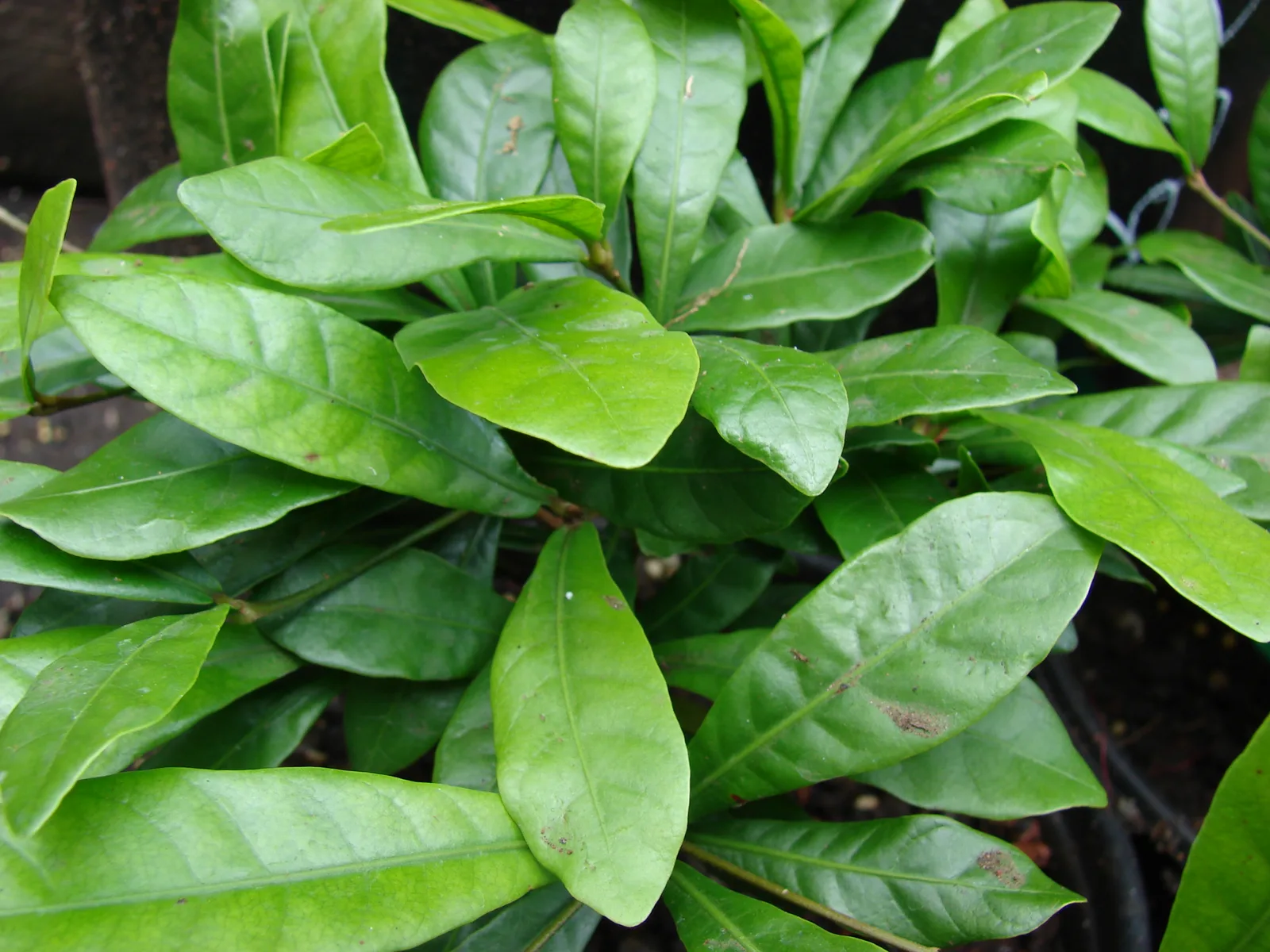 Miracle Fruit