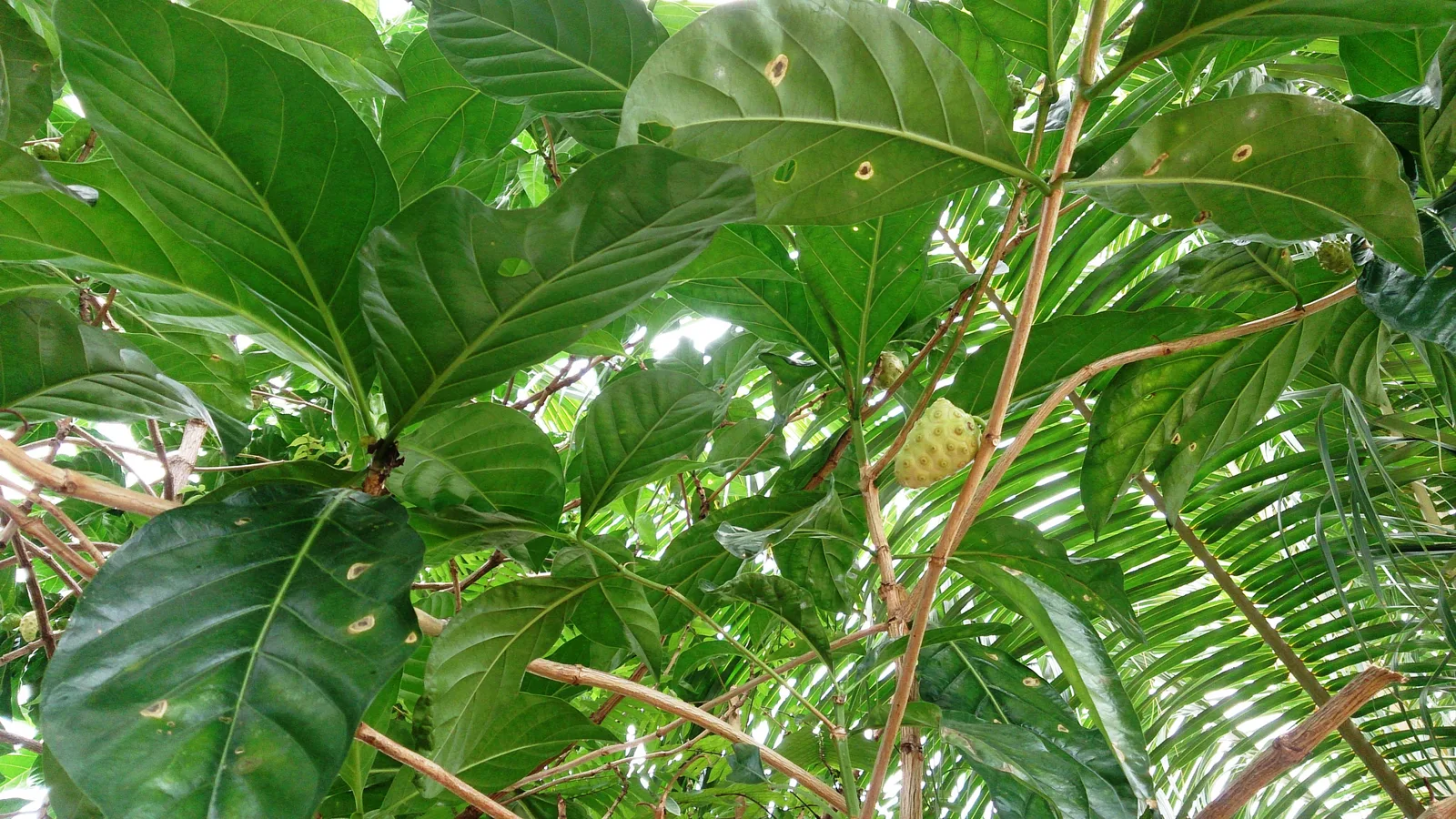 Noni