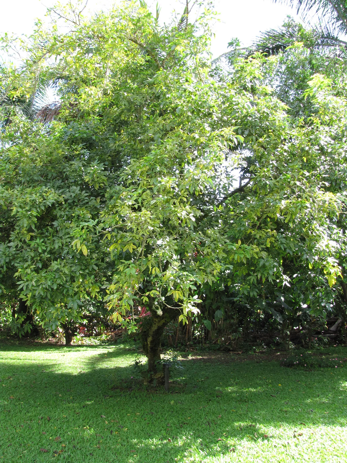 White Sapote