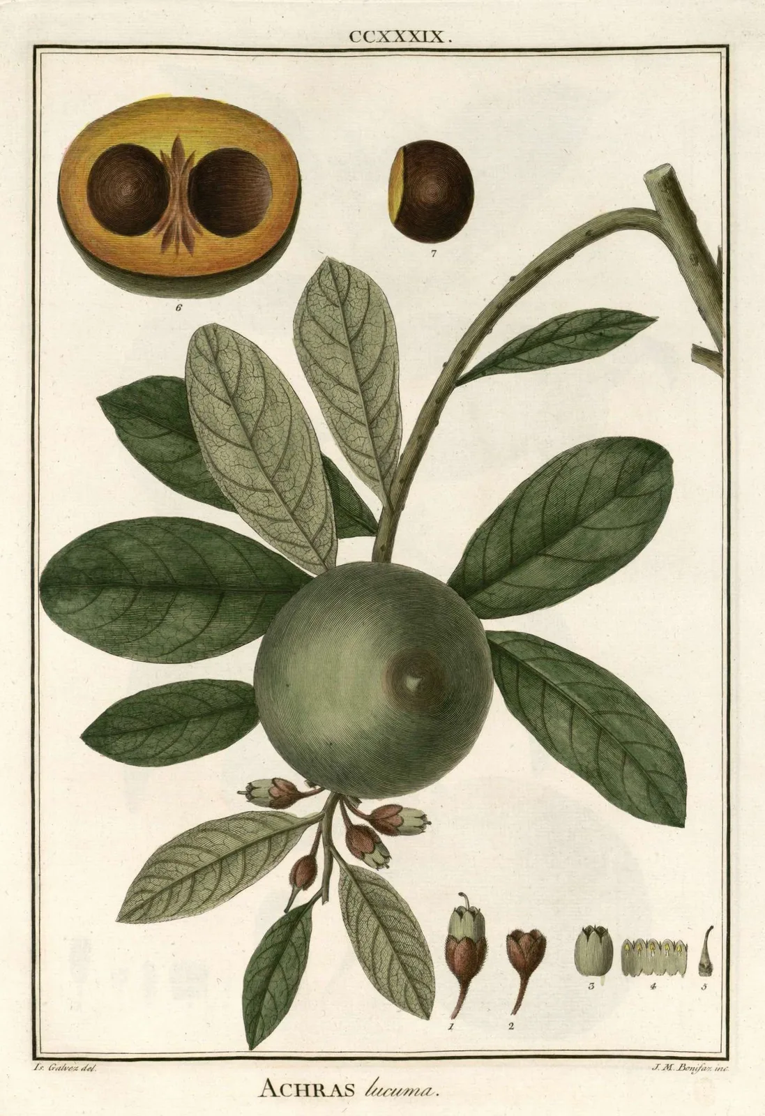 Lucuma (Pouteria lucuma)