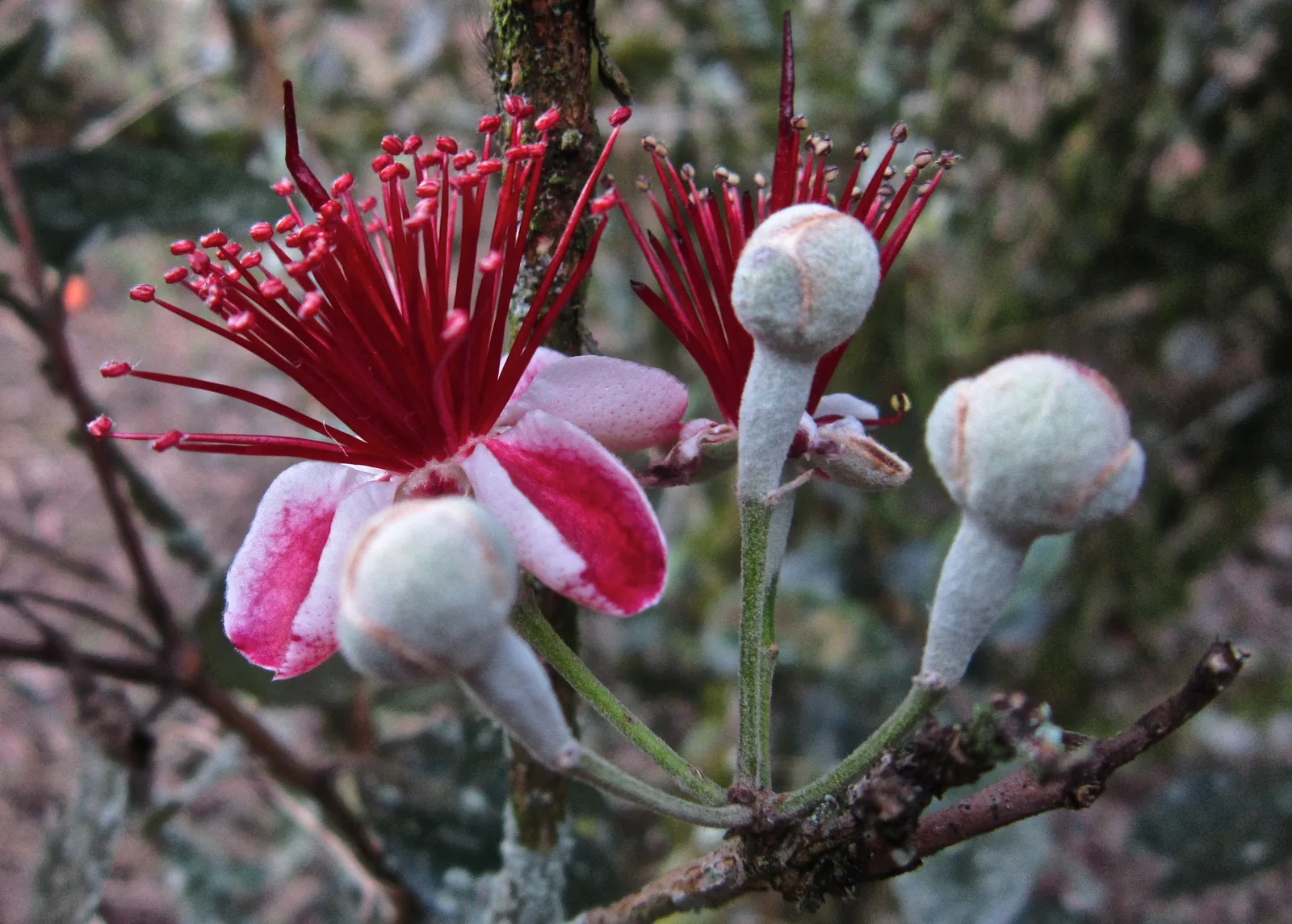 Feijoa (Acca sellowiana)