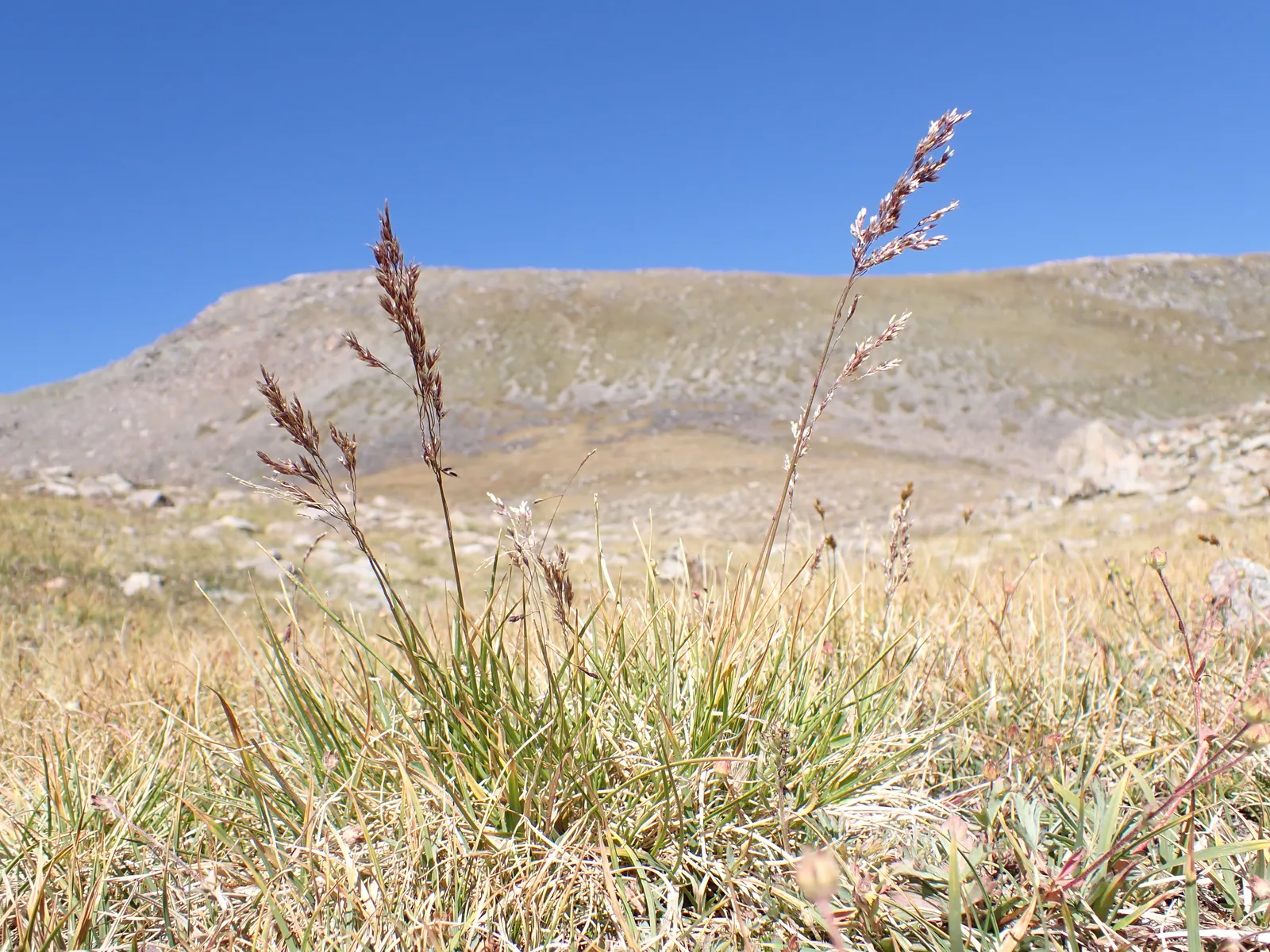 Tufted Hairgrass