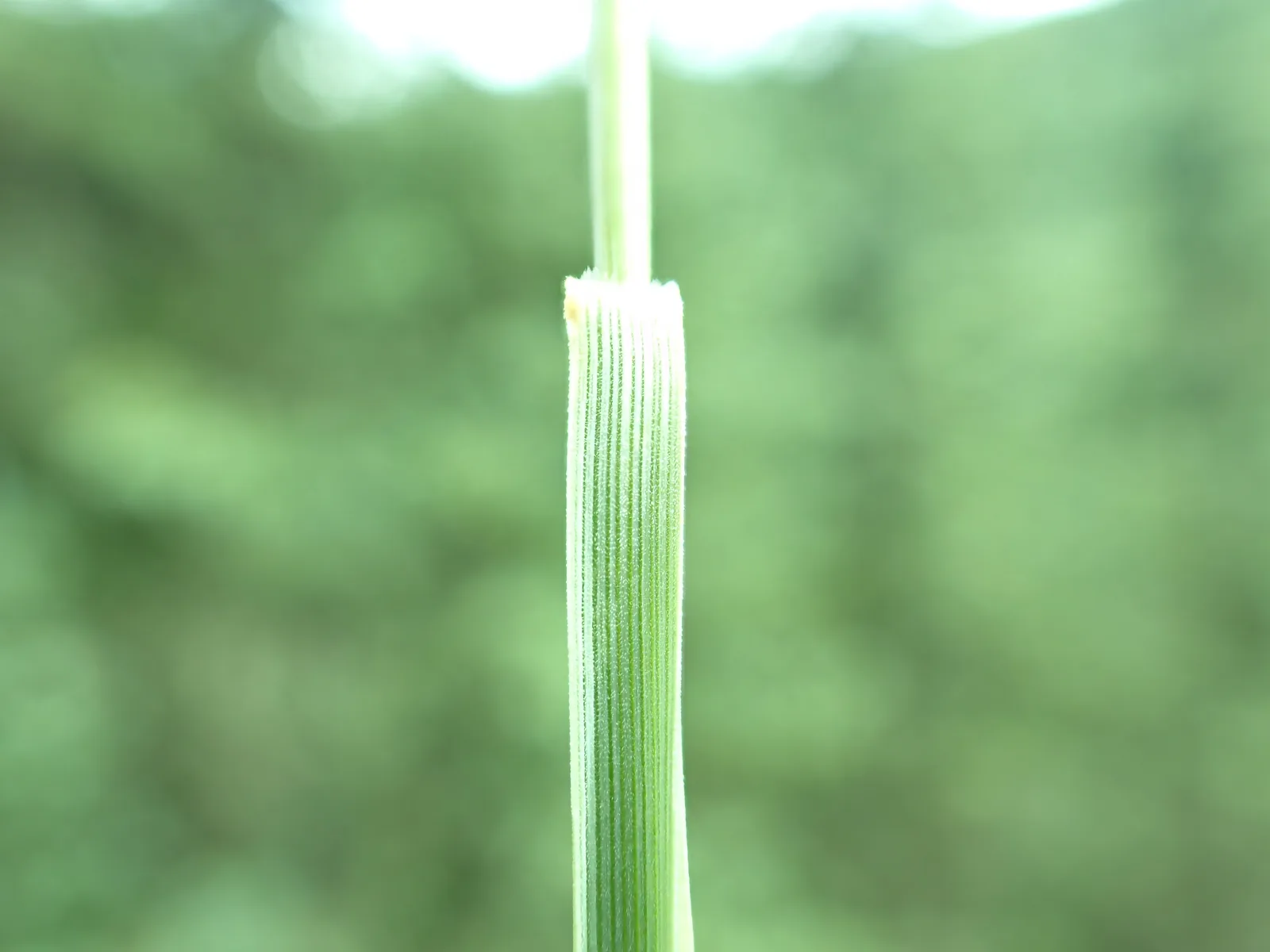 Junegrass (Koeleria macrantha)