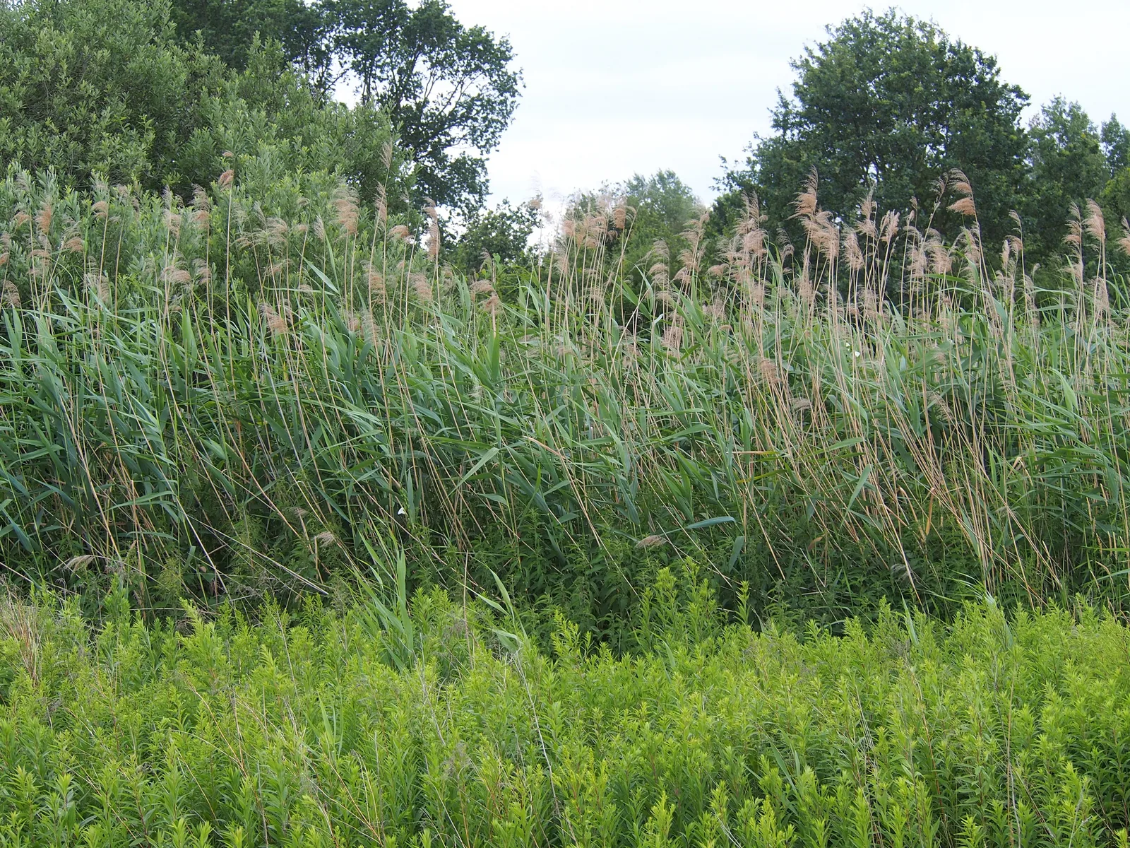 Common Reed (Phragmites australis)