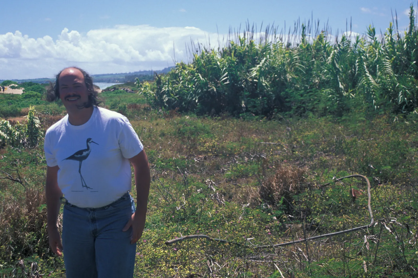 Giant Reed (Arundo donax)