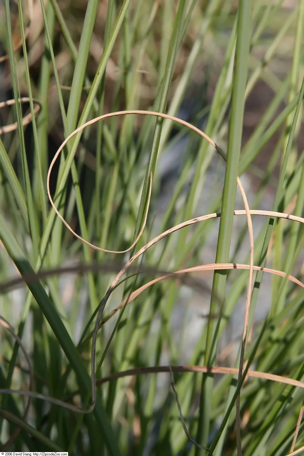 Maiden Grass (Miscanthus sinensis)