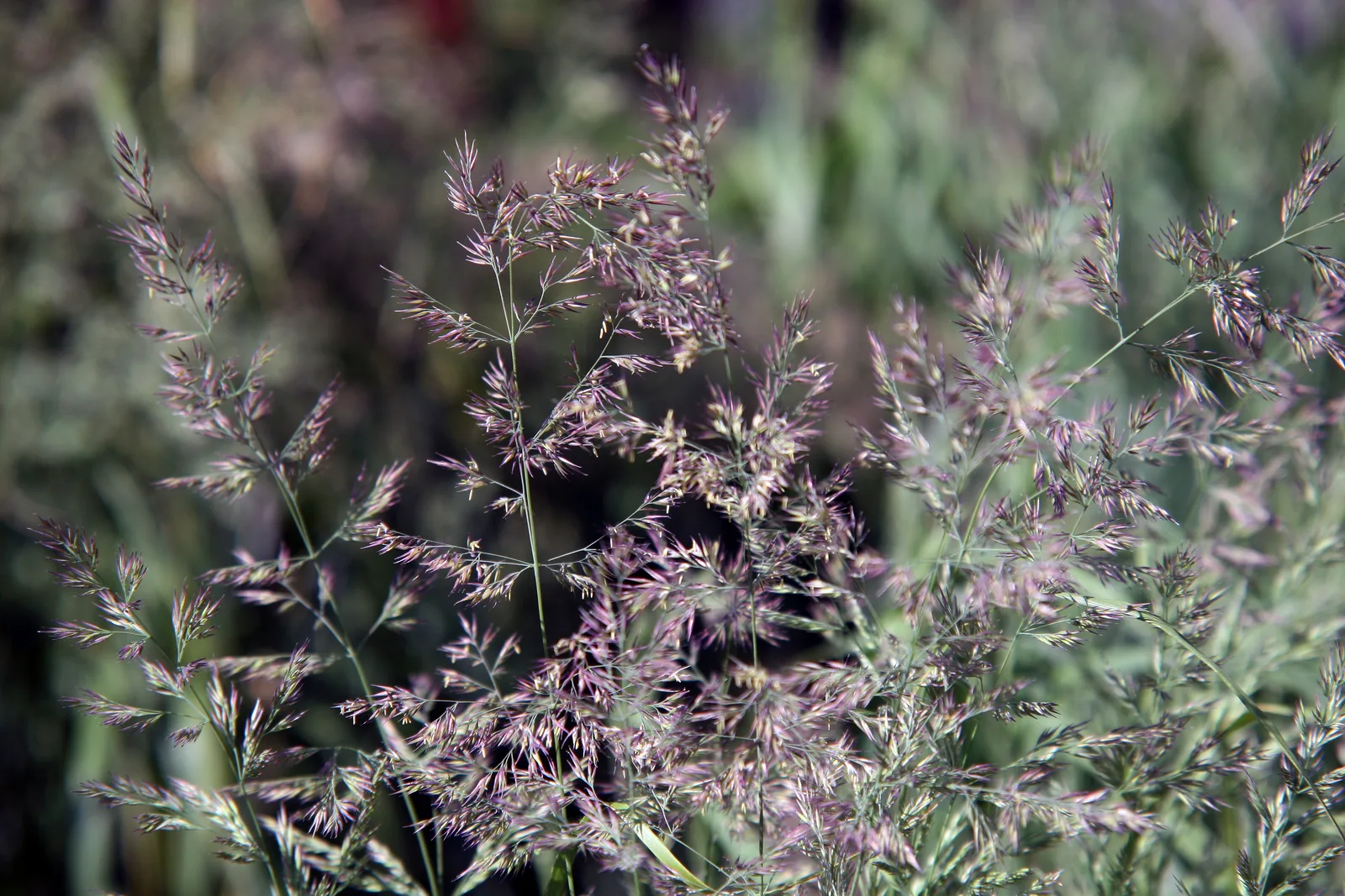 Muhly Grass (Muhlenbergia capillaris)