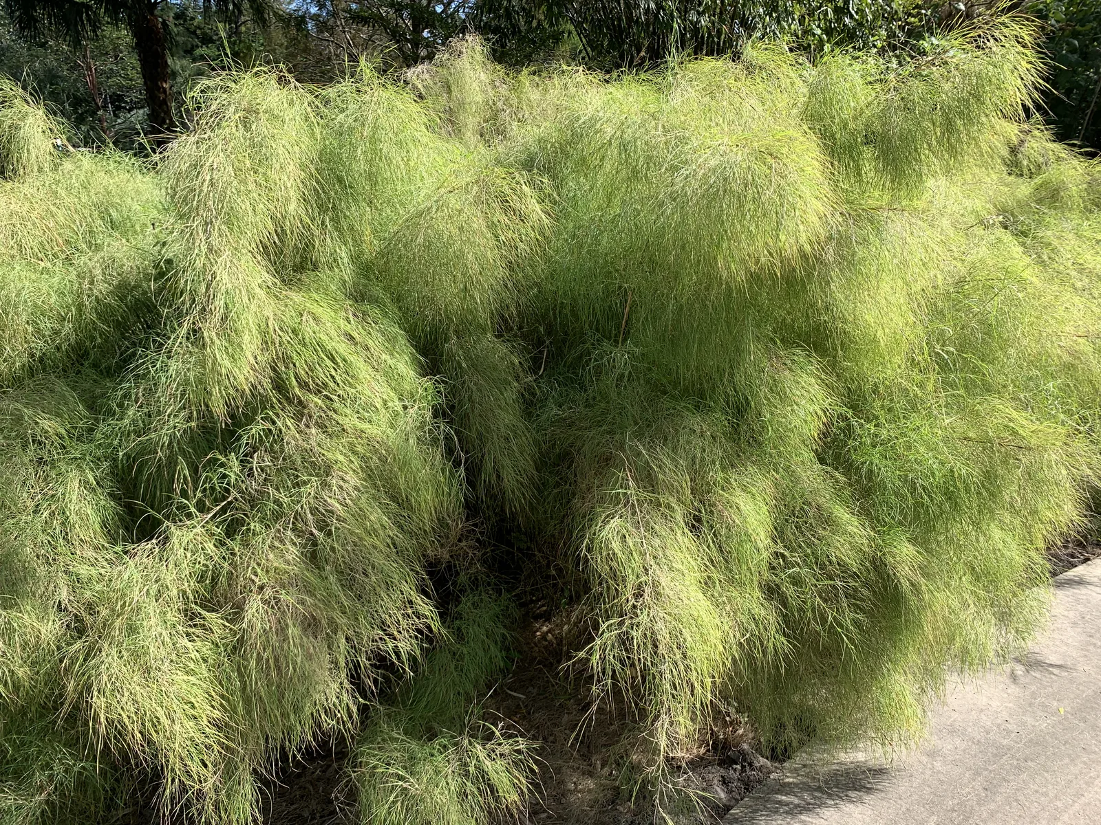 Bamboo Muhly (Muhlenbergia dumosa)