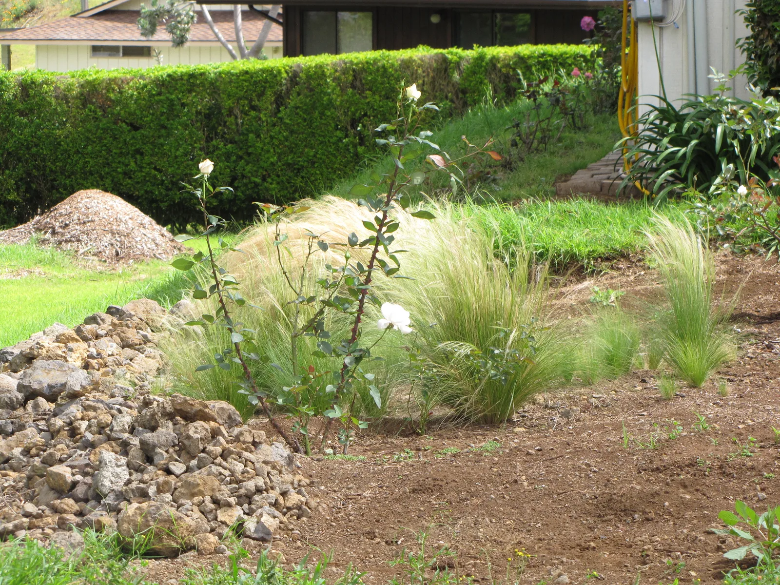 Mexican Feather Grass