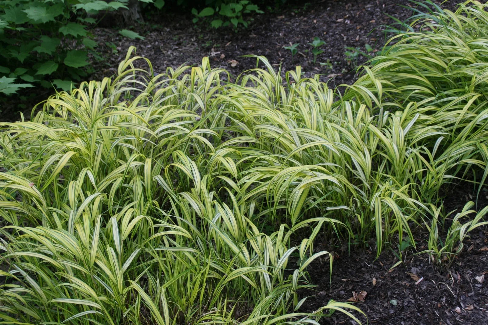 Japanese Forest Grass (Hakonechloa macra)