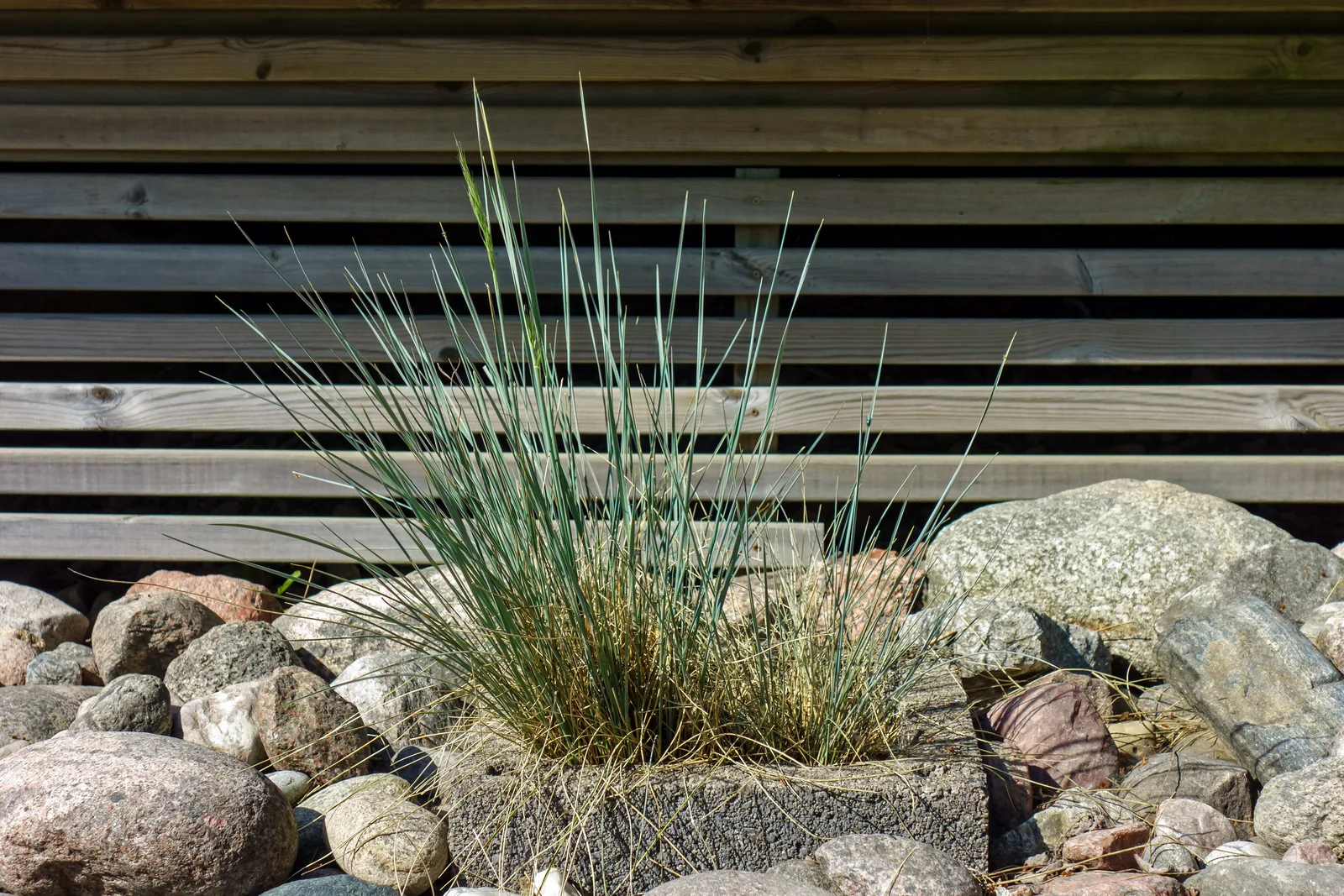 Blue Fescue (Festuca glauca)