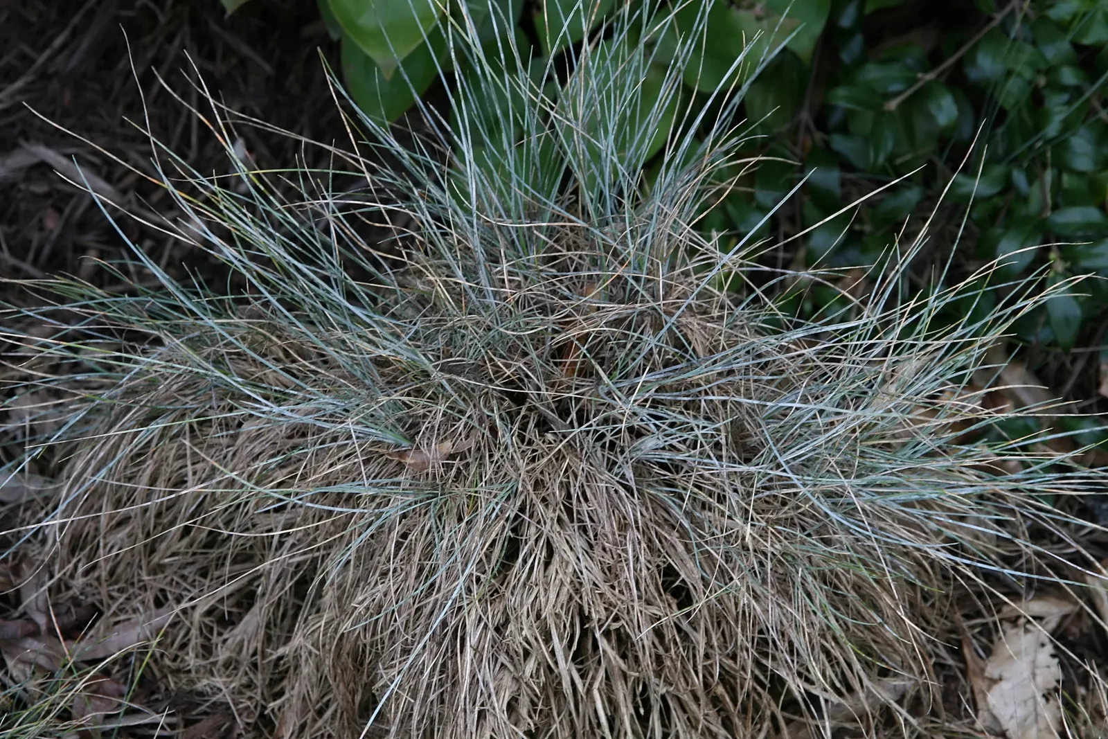 Sheep Fescue (Festuca ovina)
