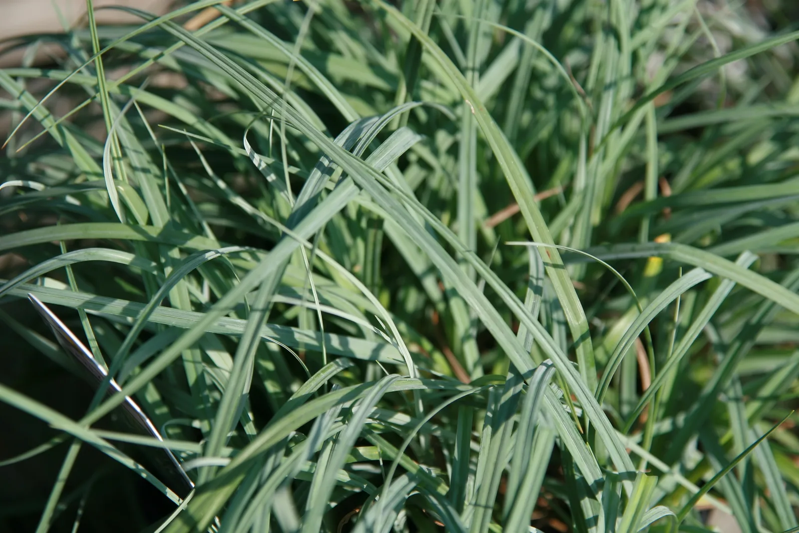 Blue Sedge (Carex flacca)