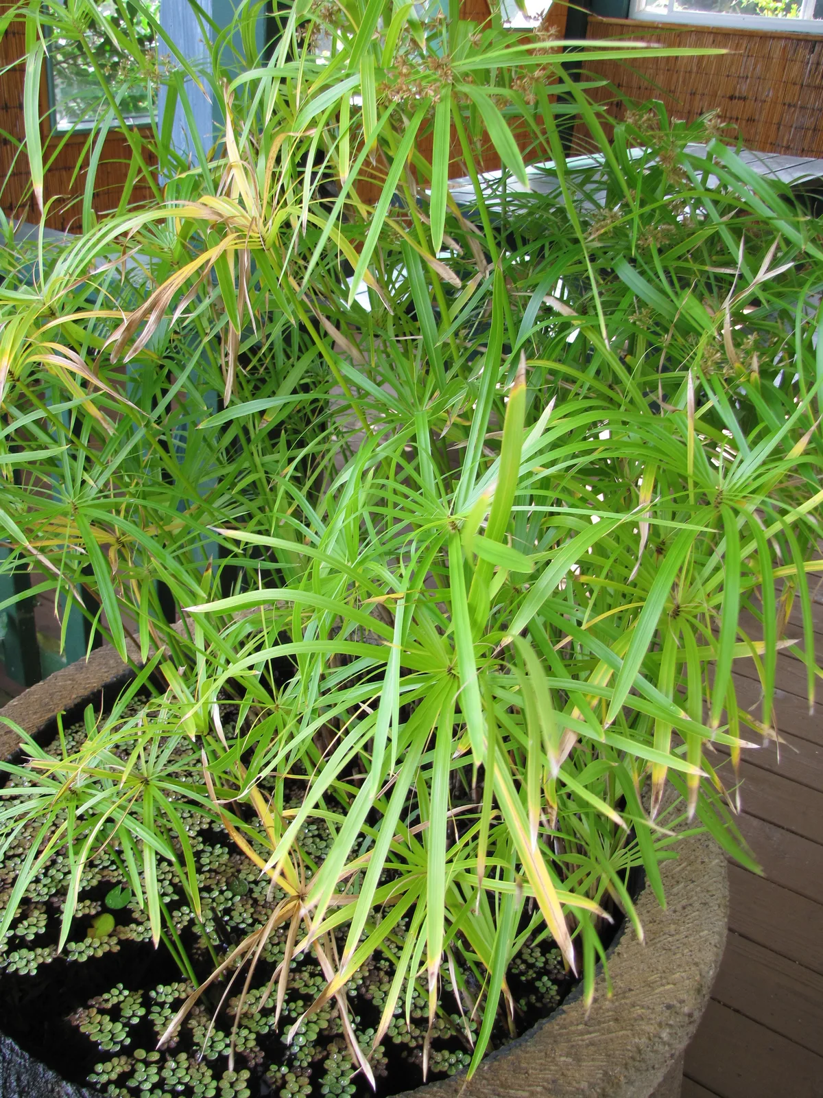 Umbrella Sedge (Cyperus involucratus)
