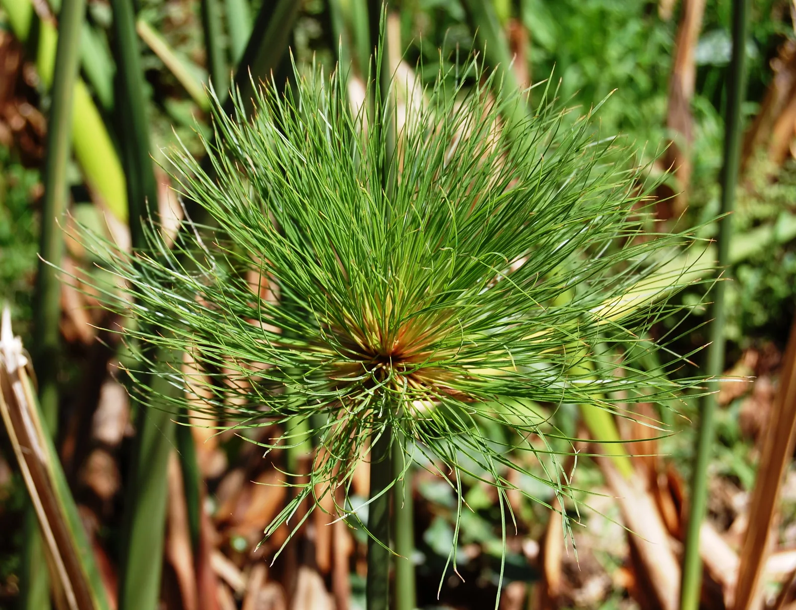 Papyrus (Cyperus papyrus)