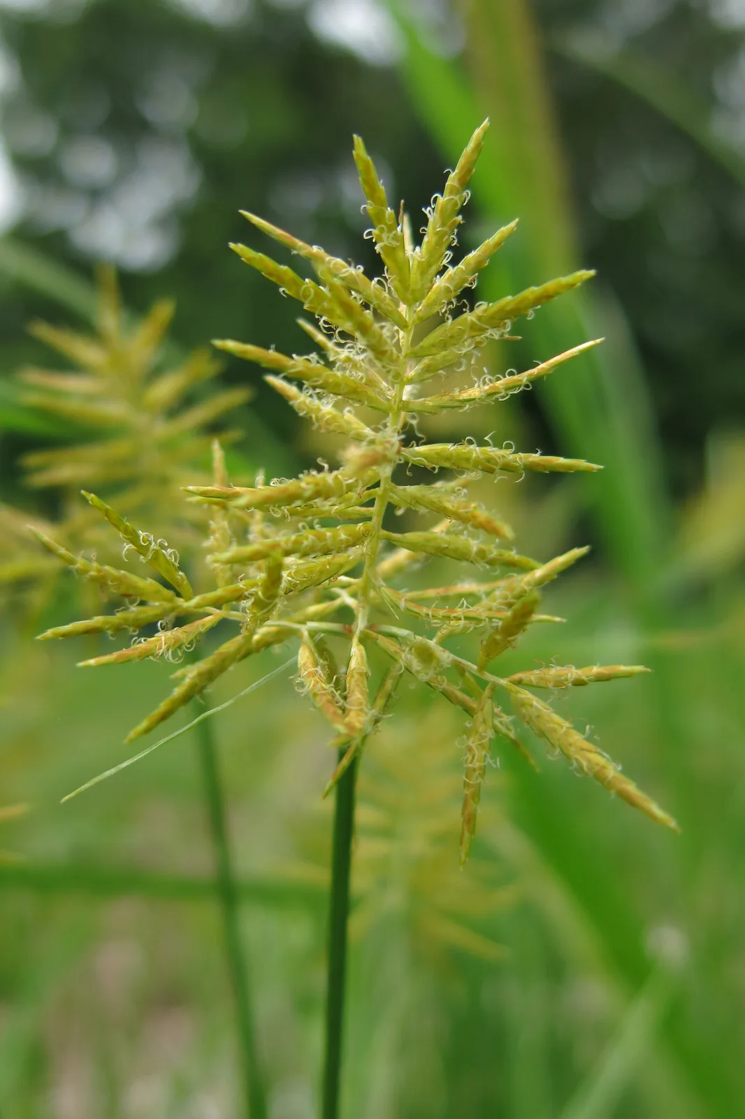 Yellow Nutsedge (Cyperus esculentus)