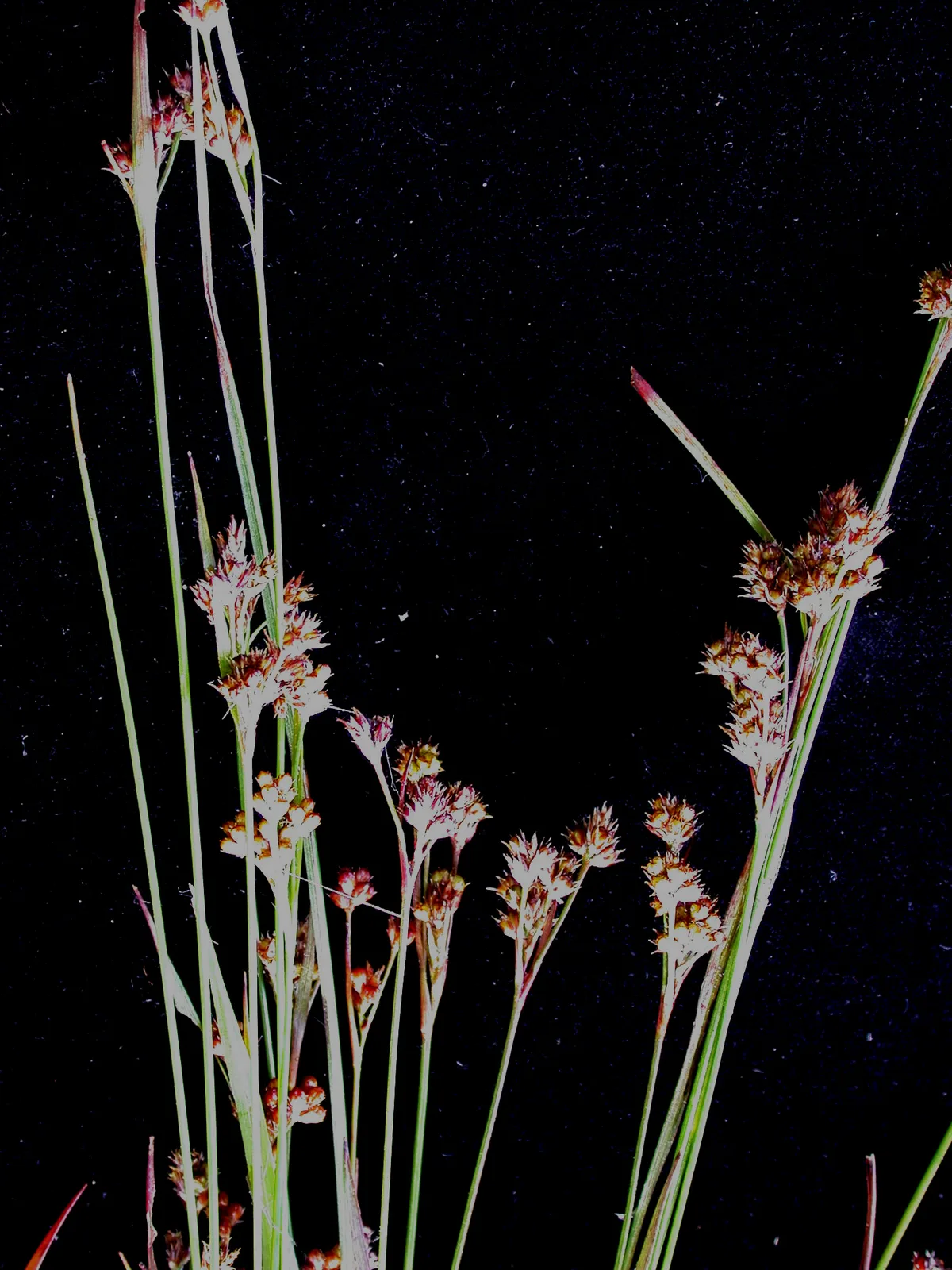 Field Woodrush