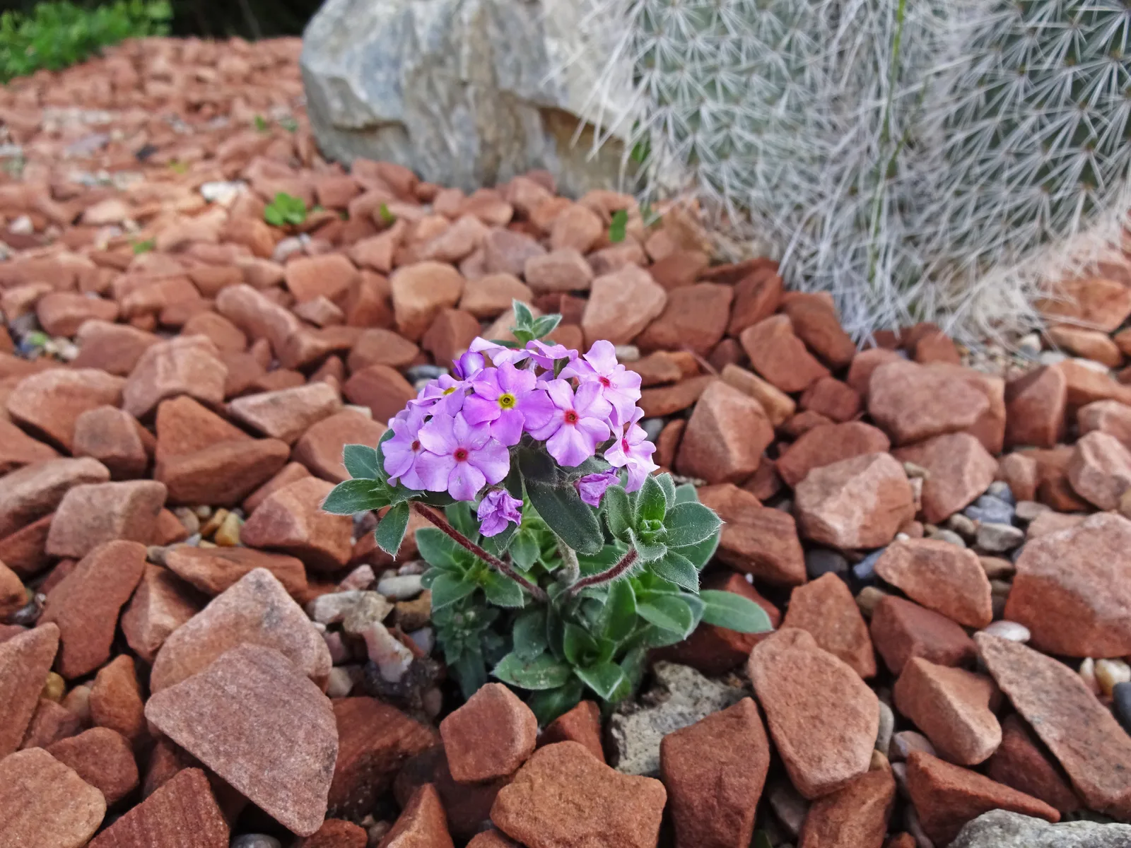 Rock Jasmine (Androsace sarmentosa)