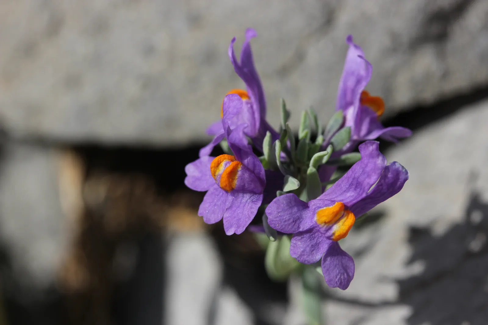Alpine Toadflax (Linaria alpina)