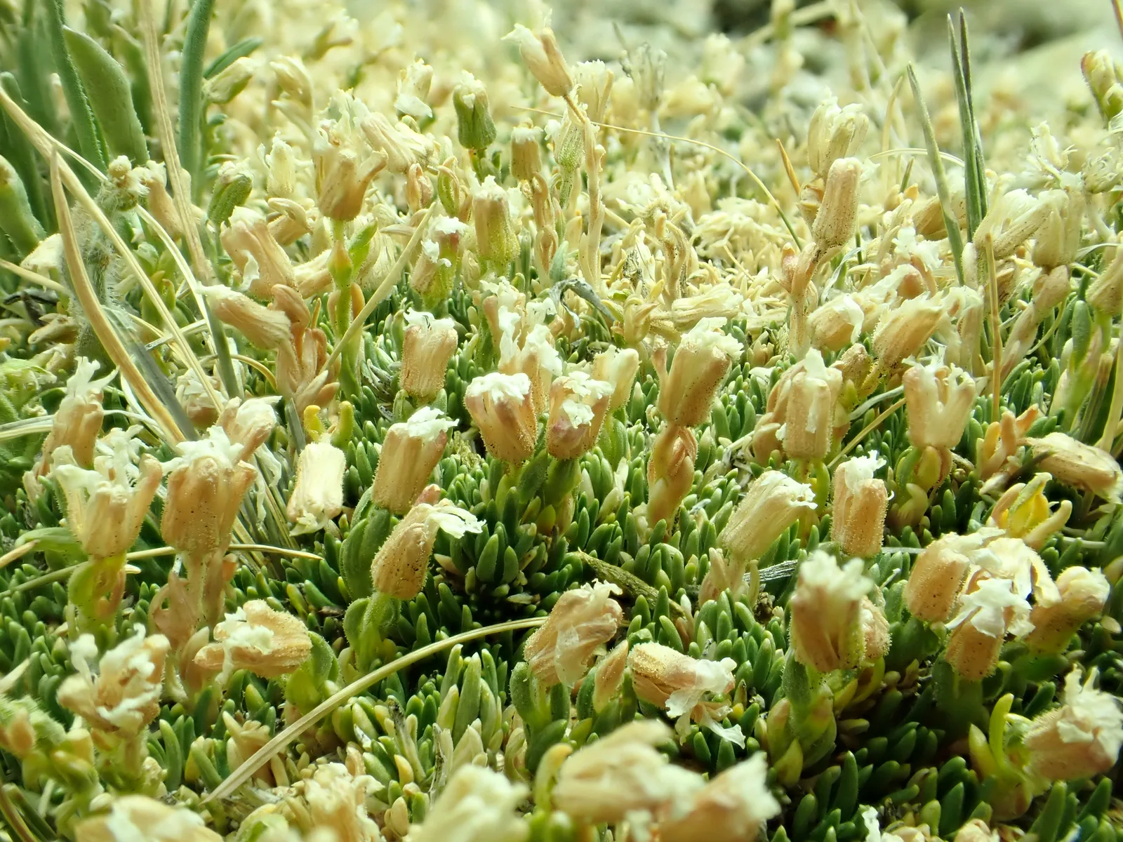 Moss Campion (Silene acaulis)