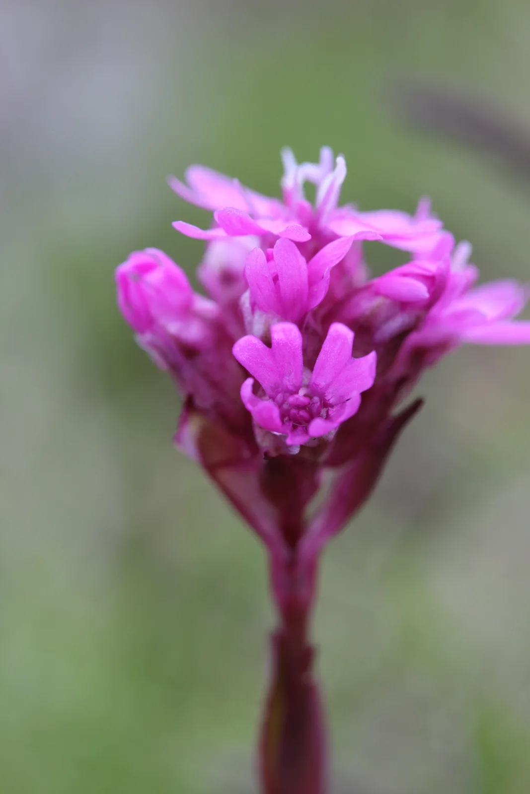 Alpine Catchfly (Silene suecica)