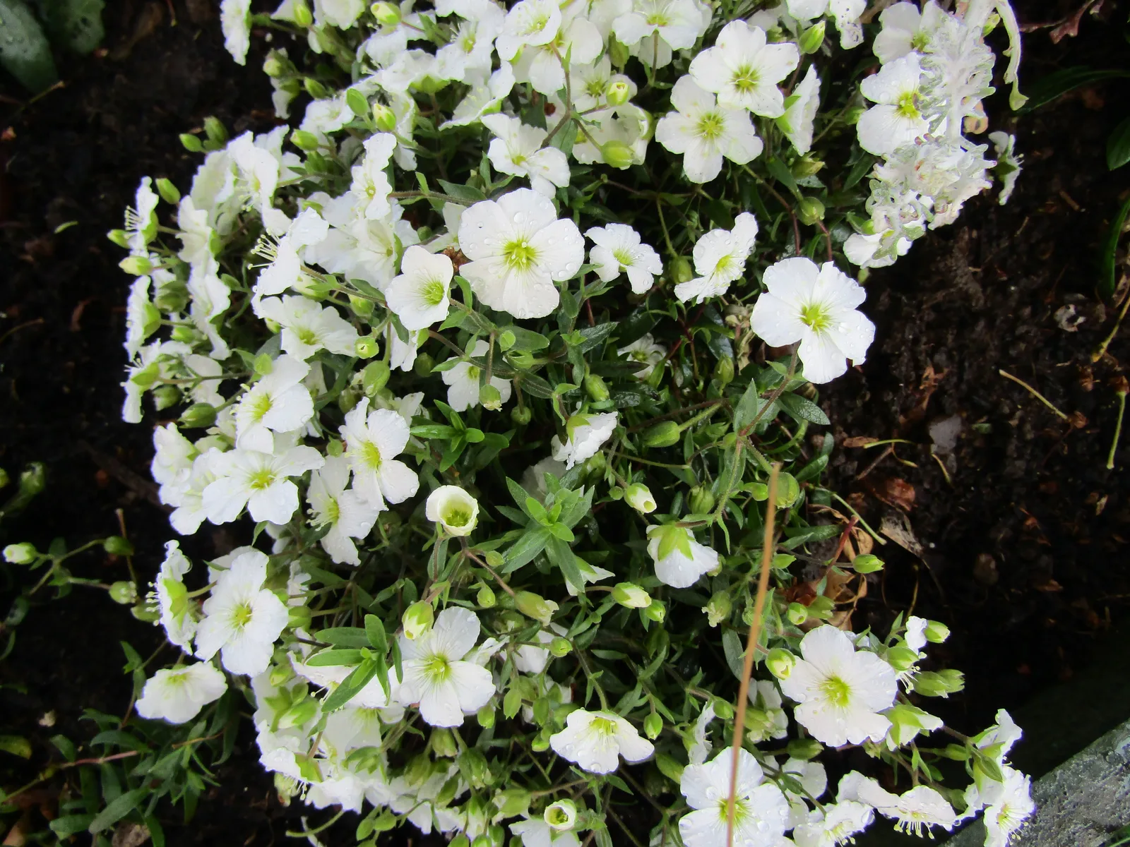 Mountain Sandwort (Arenaria montana)
