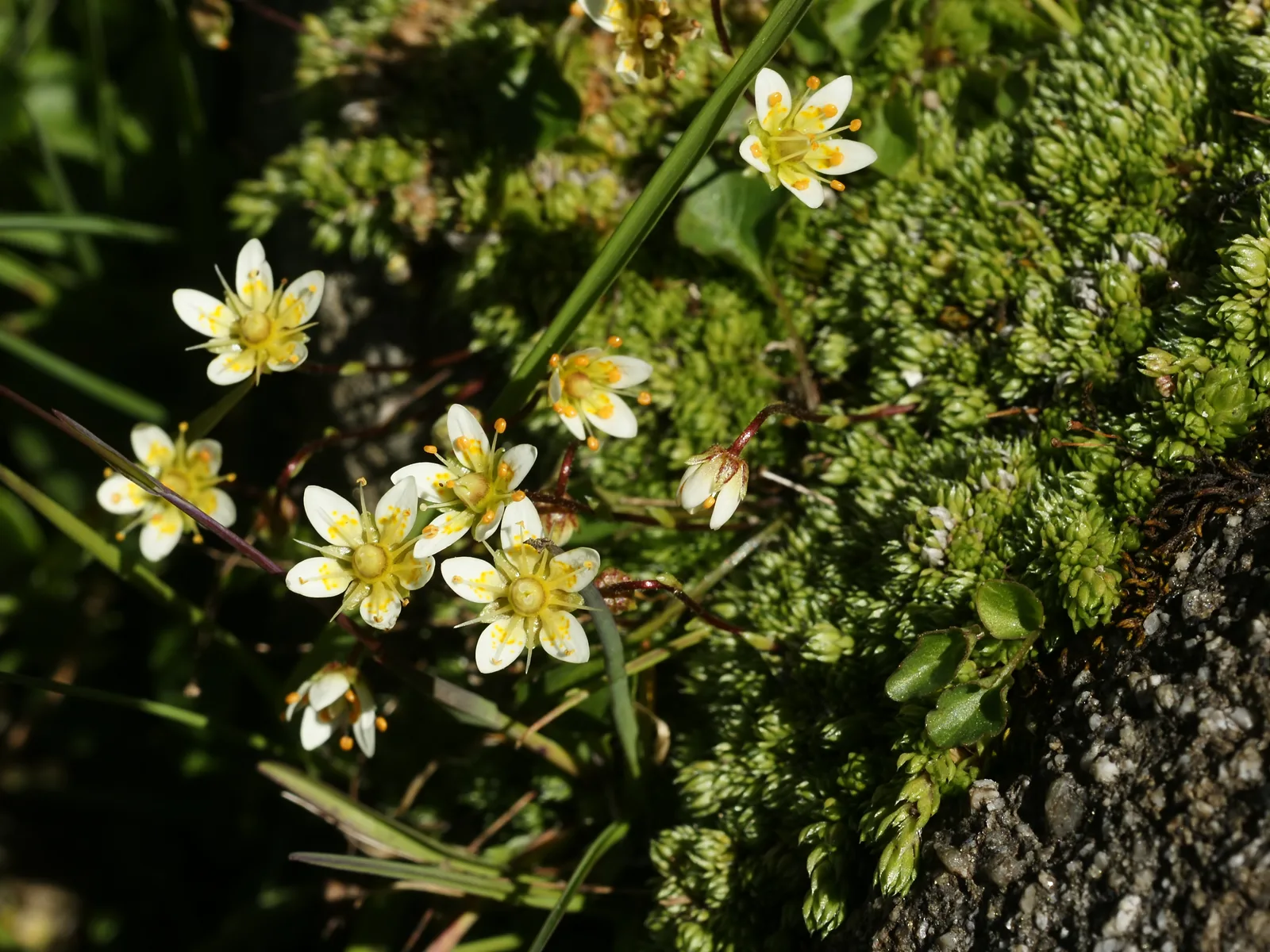 Mossy Saxifrage