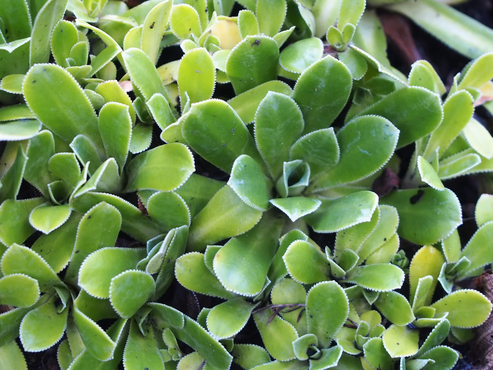 Pyramidal Saxifrage
