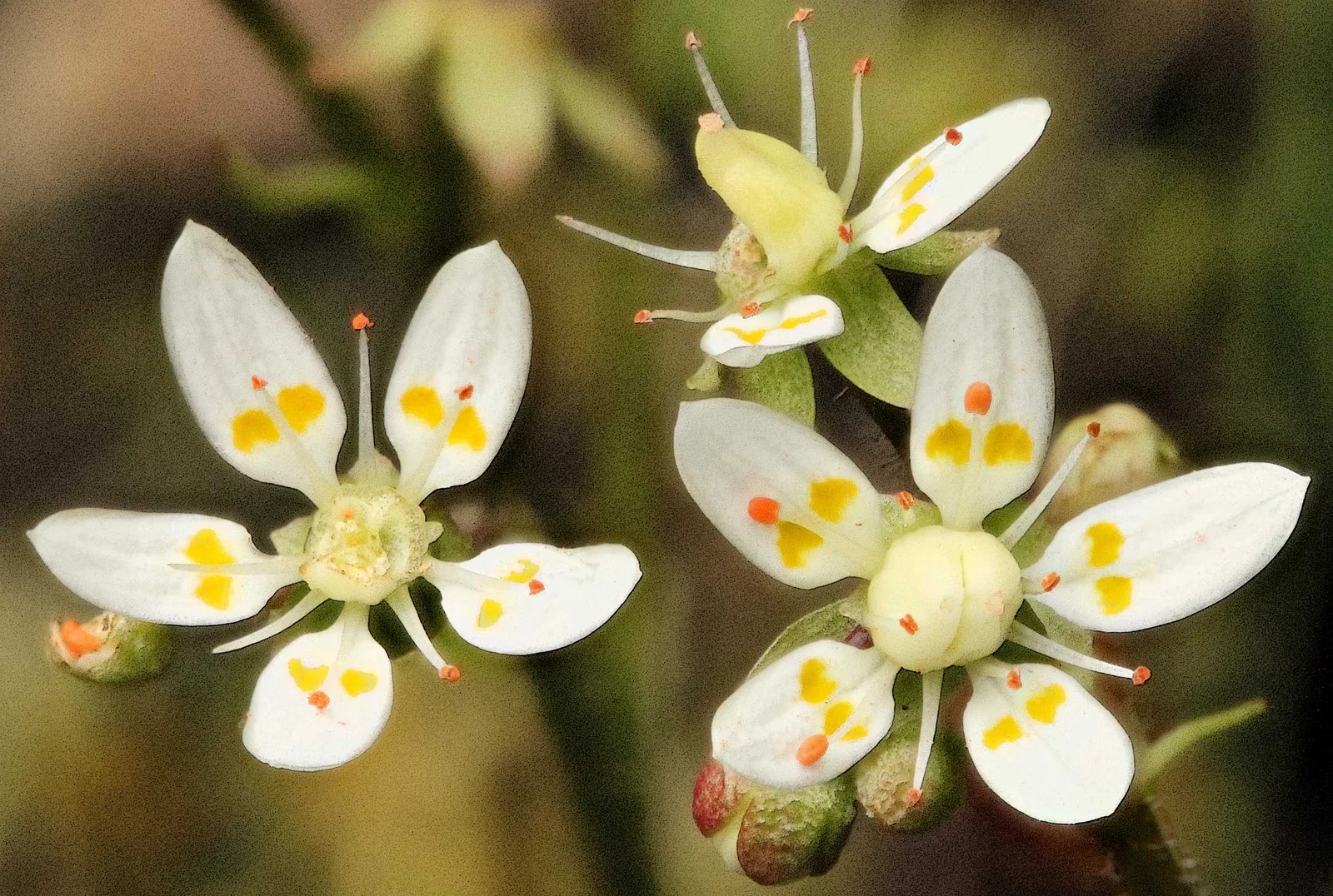 Starry Saxifrage