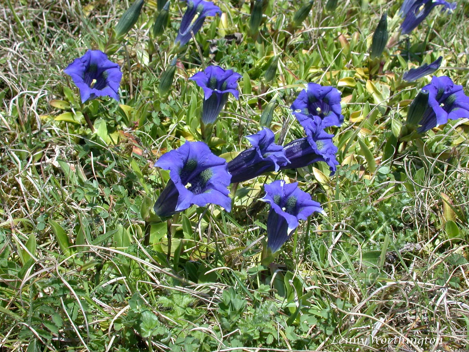 Trumpet Gentian (Gentiana acaulis)